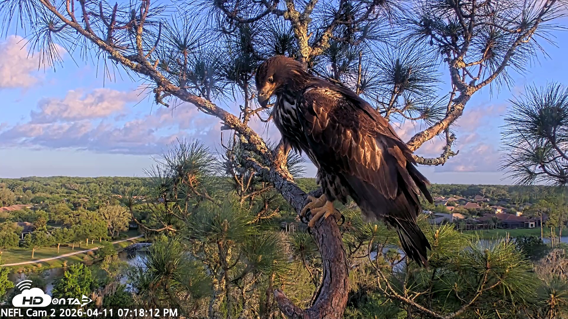 Snapshot of NE Florida Eagles Live Webcam taken Apr 11, 2026, 7:18pm EDT