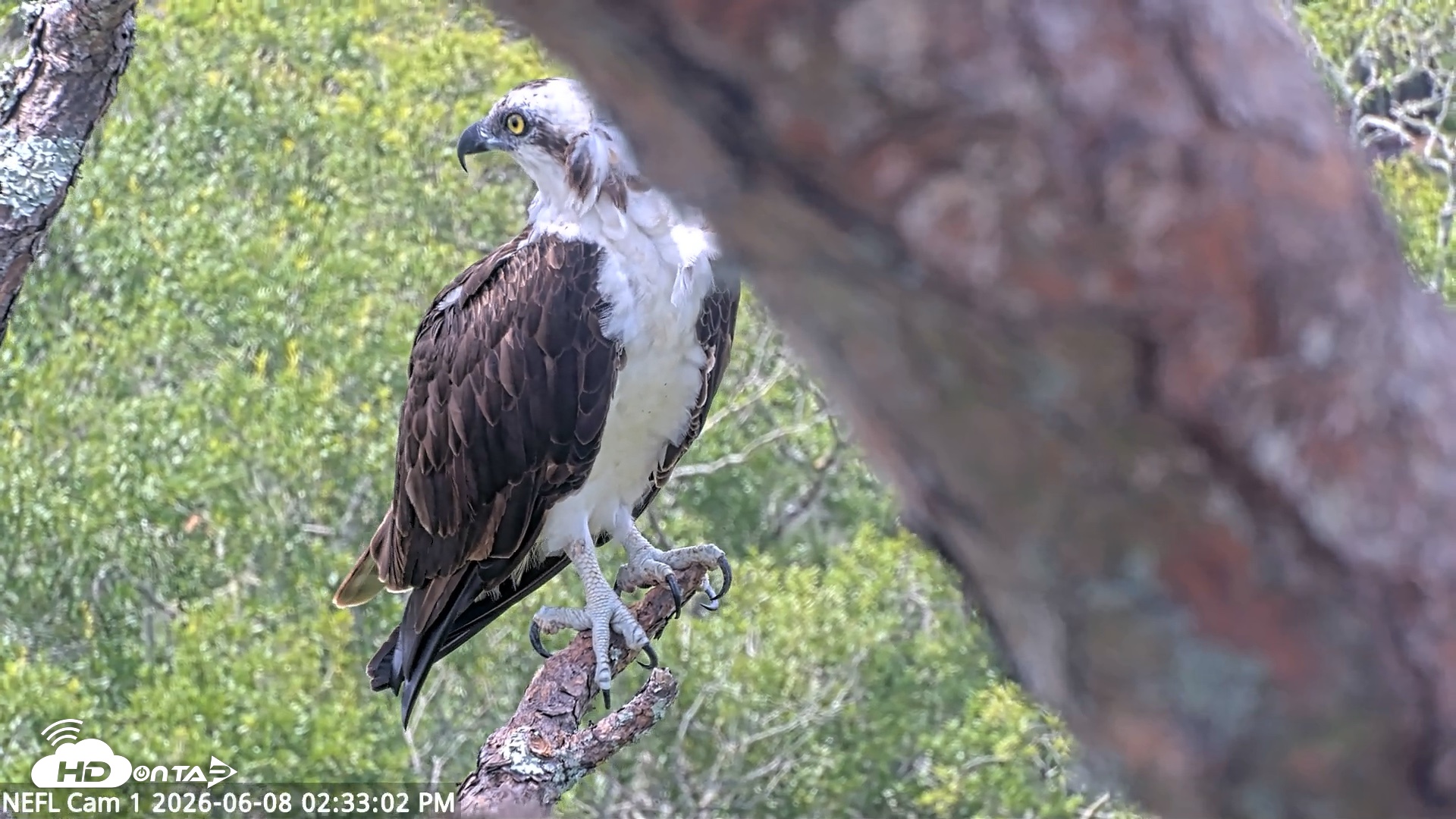 Snapshot of NE Florida Eagles Live Webcam taken Jun 8, 2026, 2:33pm EDT