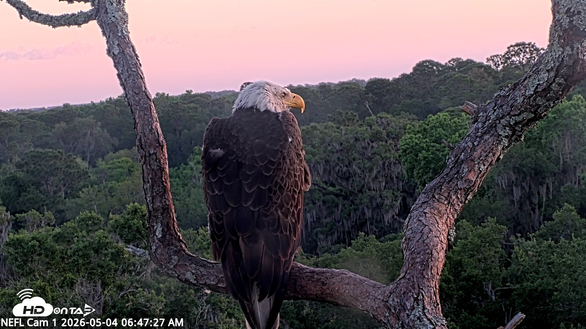 Snapshot of NE Florida Eagles Live Webcam taken May 4, 2026, 6:48am EDT
