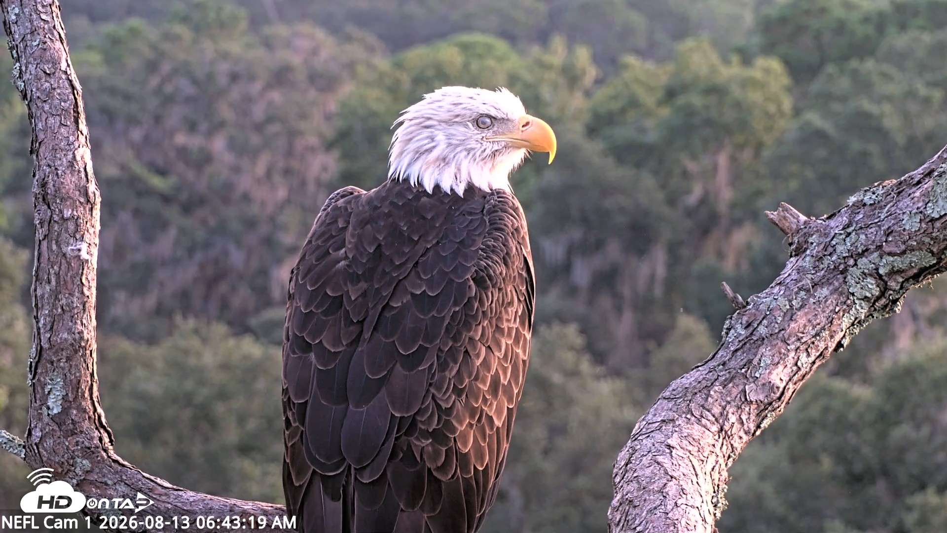 Snapshot of NE Florida Eagles Live Webcam taken Aug 13, 2026, 6:45am EDT