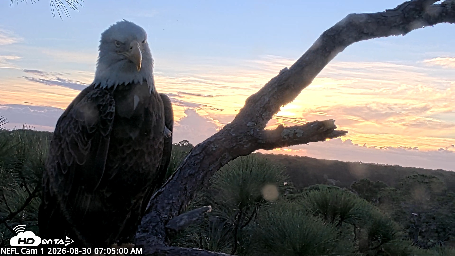 Snapshot of NE Florida Eagles Live Webcam taken Aug 30, 2026, 7:06am EDT