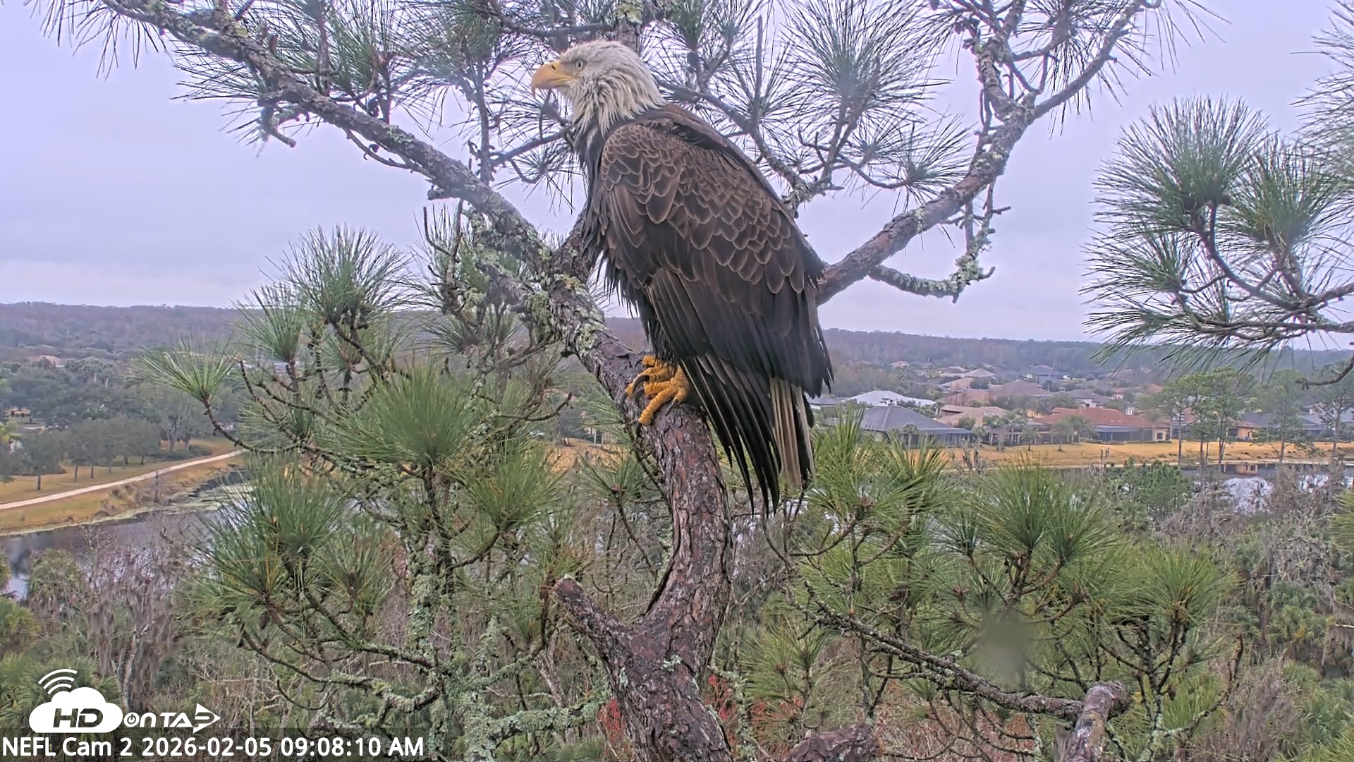Snapshot of NE Florida Eagles Live Webcam taken Feb 5, 2026, 9:08am EST