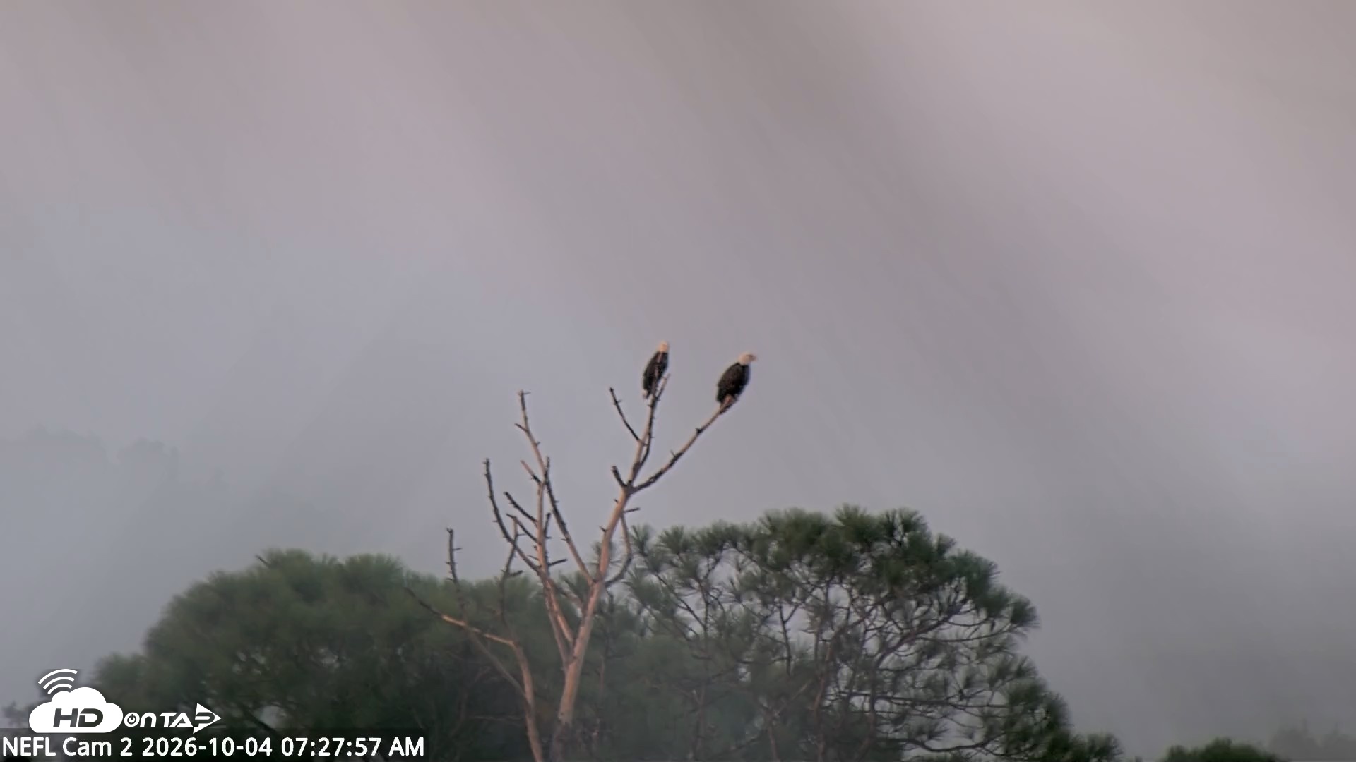 Snapshot of NE Florida Eagles Live Webcam taken Oct 4, 2026, 7:28am EDT