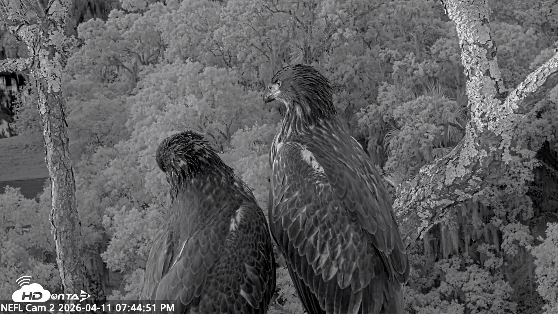 Snapshot of NE Florida Eagles Live Webcam taken Apr 11, 2026, 7:45pm EDT