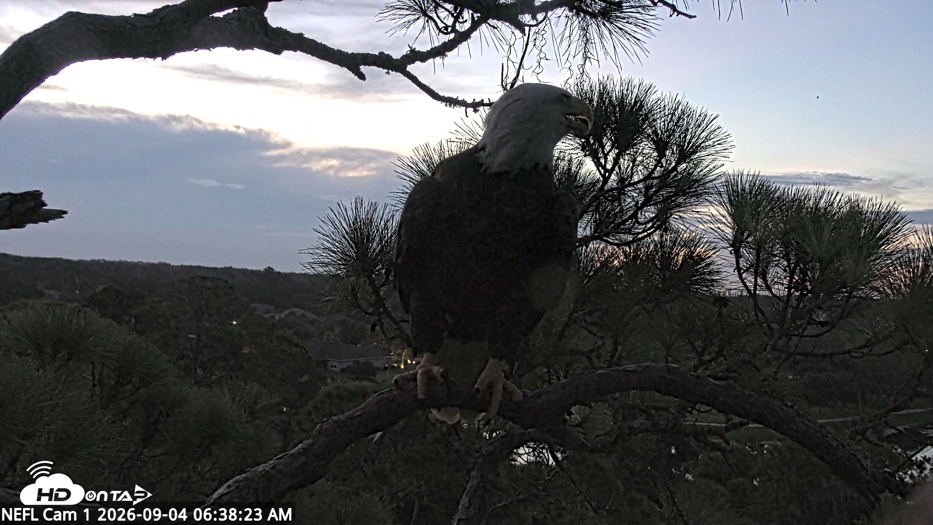 Snapshot of NE Florida Eagles Live Webcam taken Sep 4, 2026, 6:39am EDT