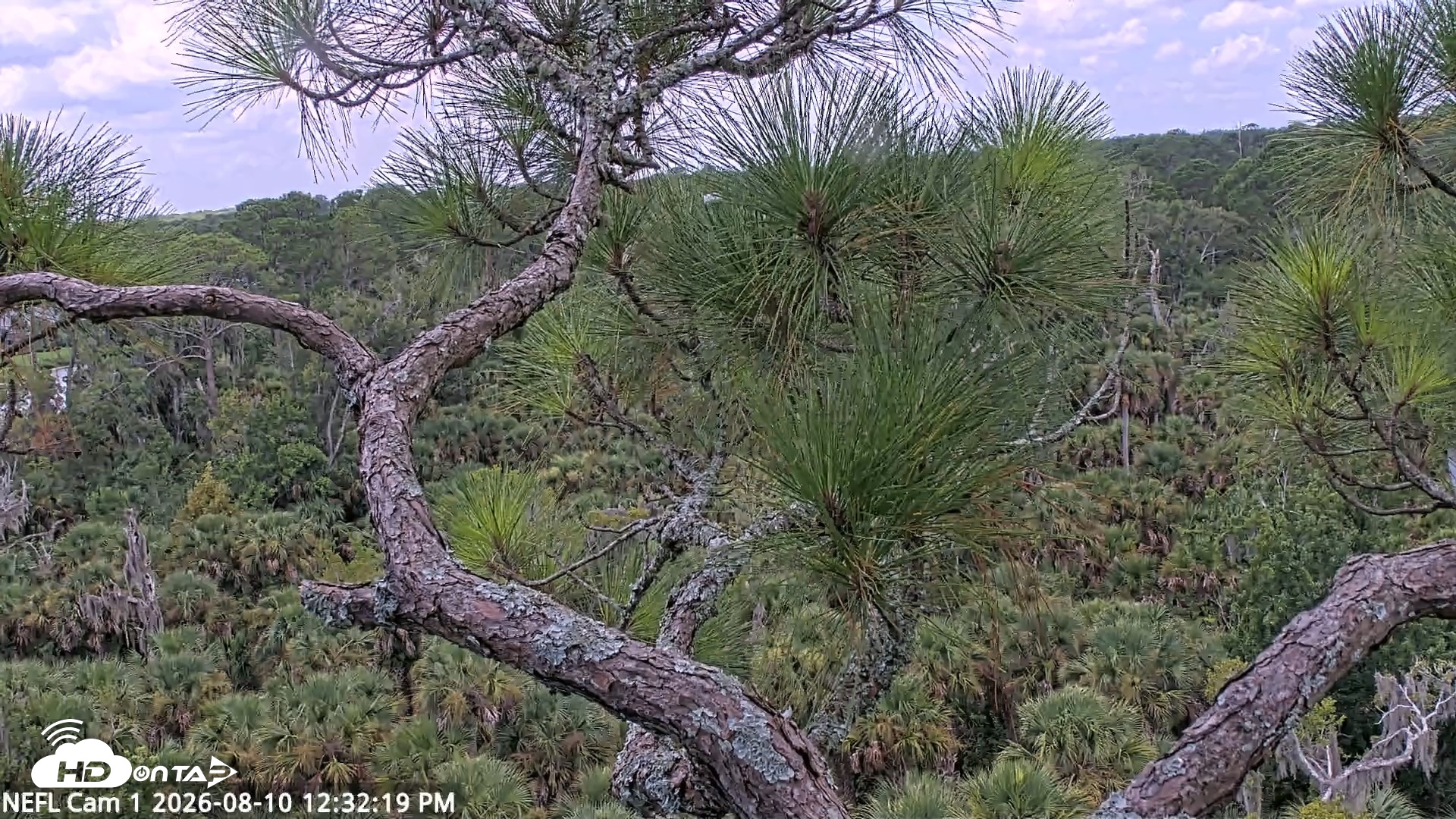 Snapshot of NE Florida Eagles Live Webcam taken Aug 10, 2026, 12:33pm EDT
