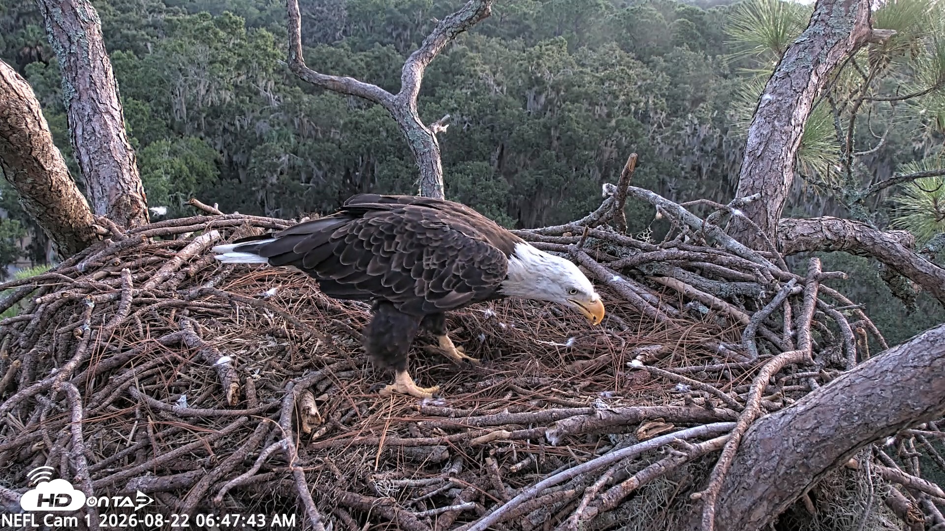 Snapshot of NE Florida Eagles Live Webcam taken Aug 22, 2026, 6:48am EDT