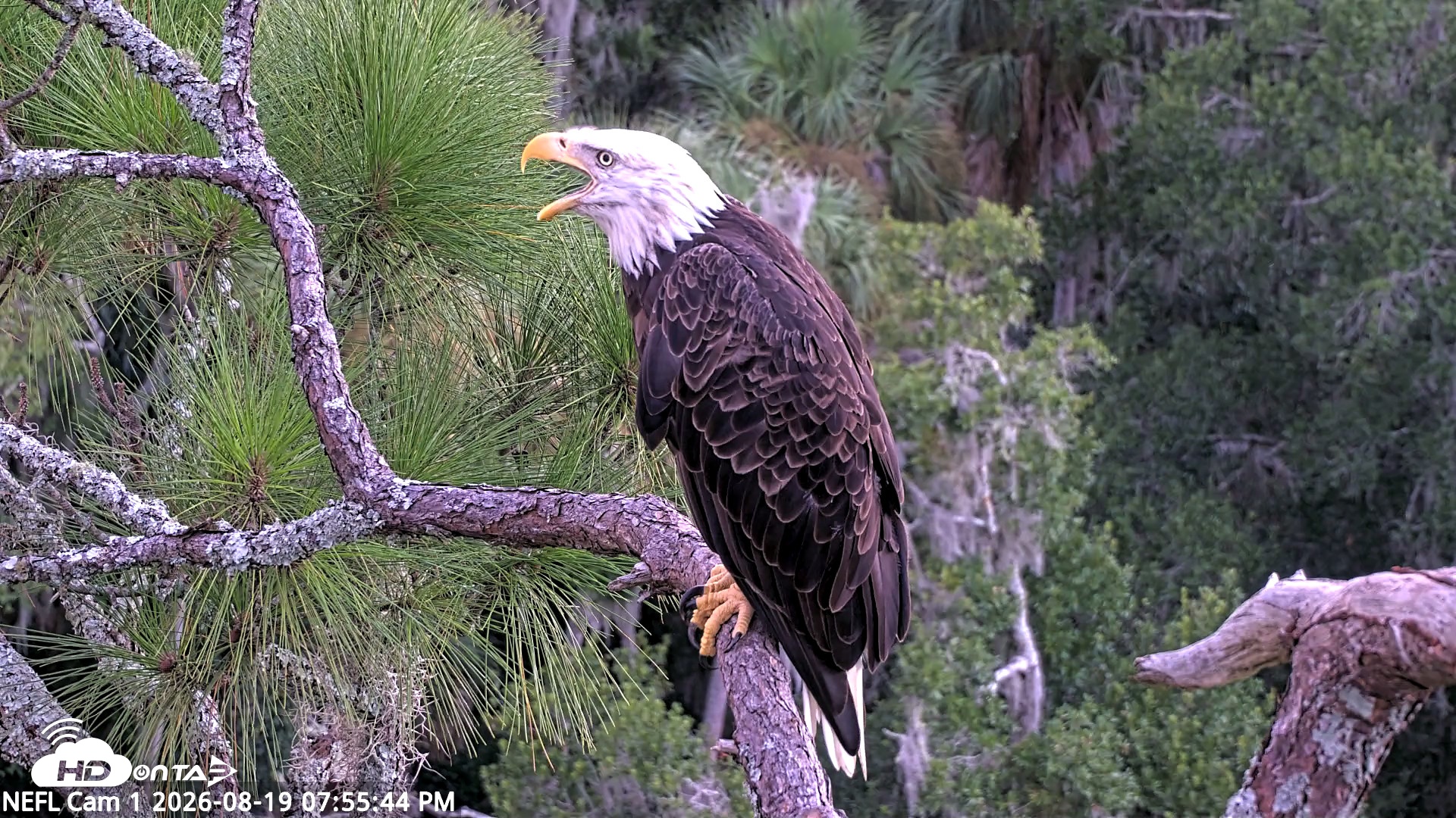 Snapshot of NE Florida Eagles Live Webcam taken Aug 19, 2026, 7:57pm EDT