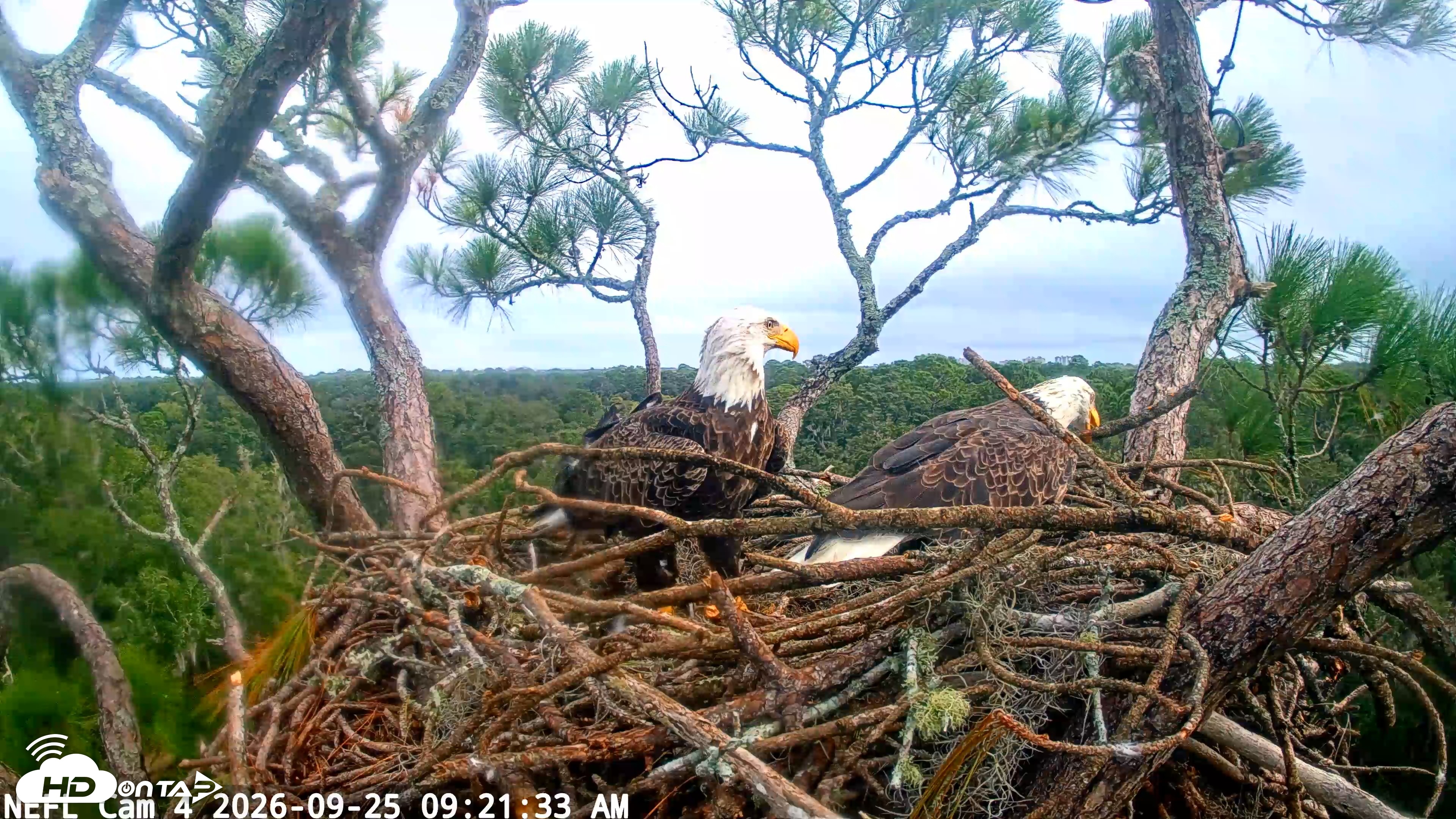 Snapshot of NE Florida Eagles Live Webcam taken Sep 25, 2026, 9:22am EDT