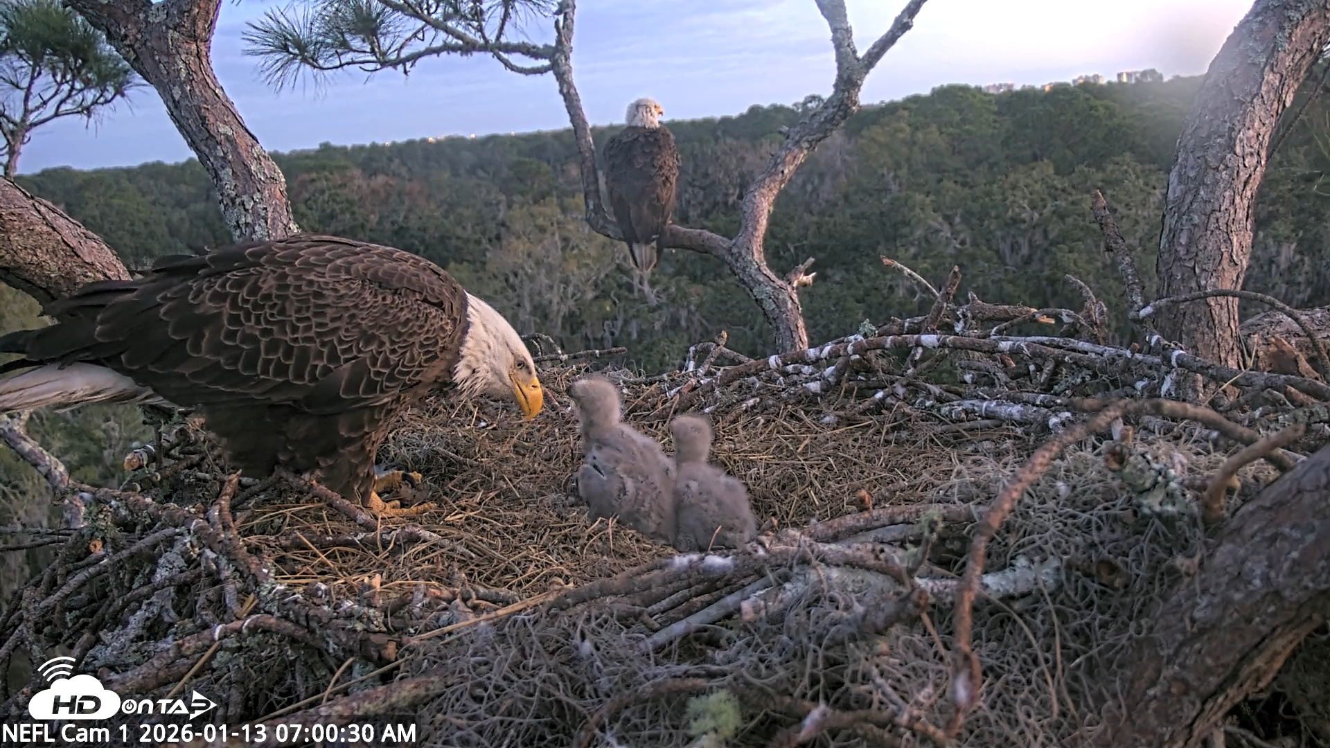 Snapshot of NE Florida Eagles Live Webcam taken Jan 13, 2026, 7:01am EST