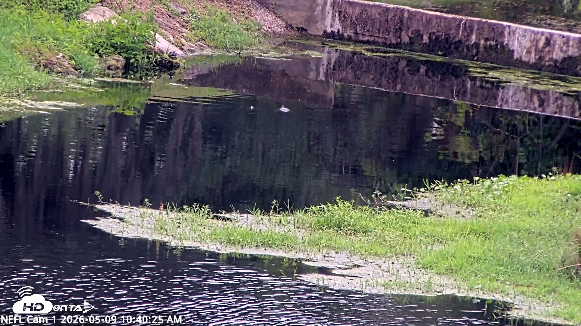 Snapshot of NE Florida Eagles Live Webcam taken May 9, 2026, 10:41am EDT