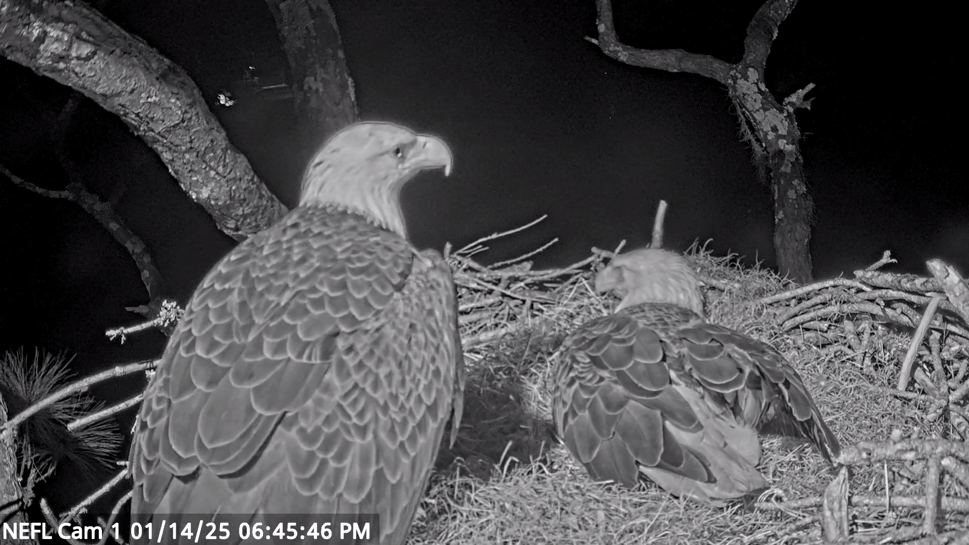 Snapshot of NE Florida Eagles Live Webcam taken Jan 14, 2025, 6:45pm EST