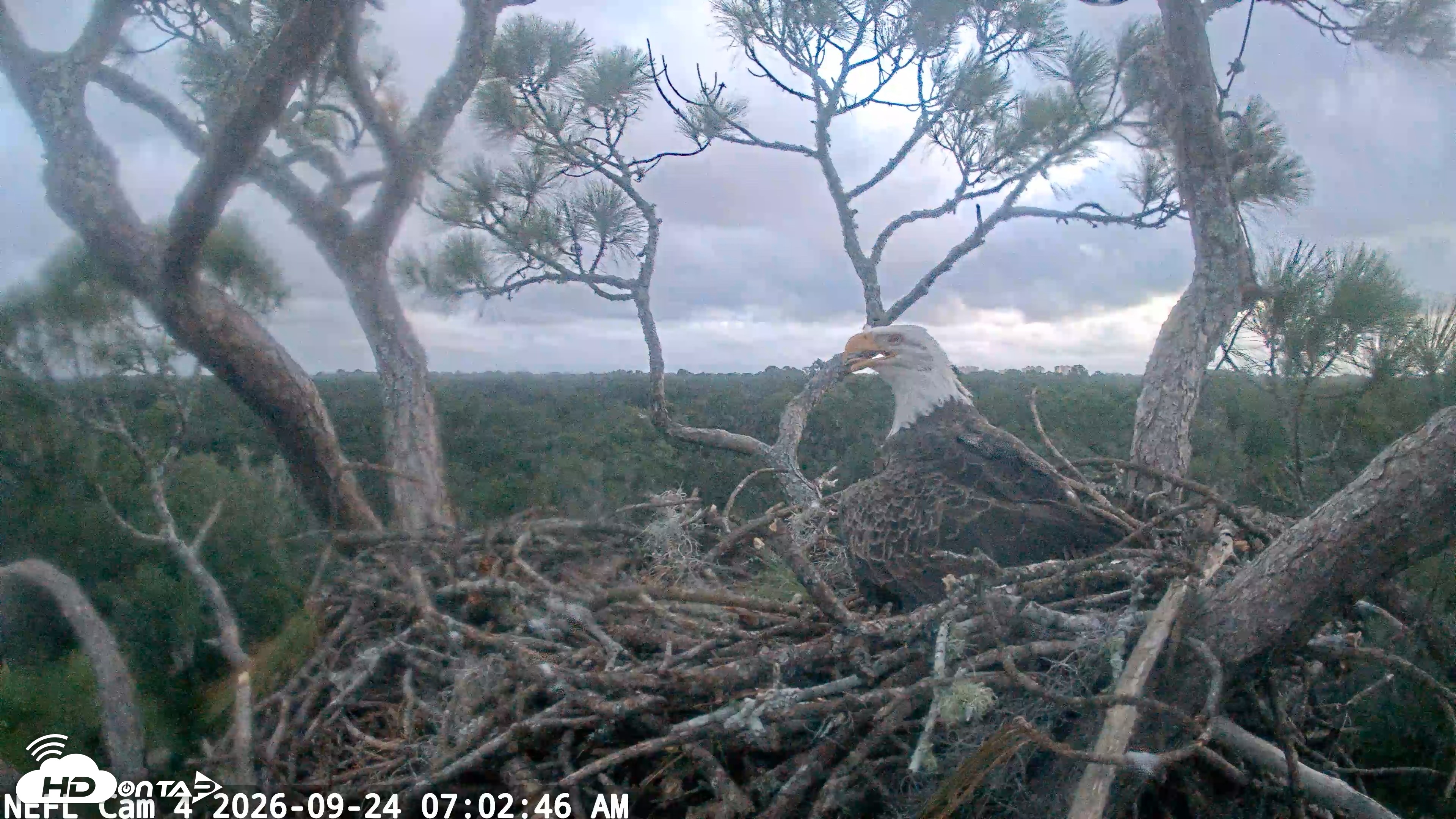 Snapshot of NE Florida Eagles Live Webcam taken Sep 24, 2026, 7:03am EDT