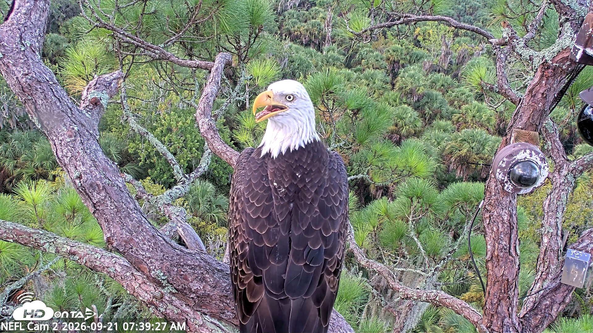 Snapshot of NE Florida Eagles Live Webcam taken Sep 21, 2026, 7:40am EDT