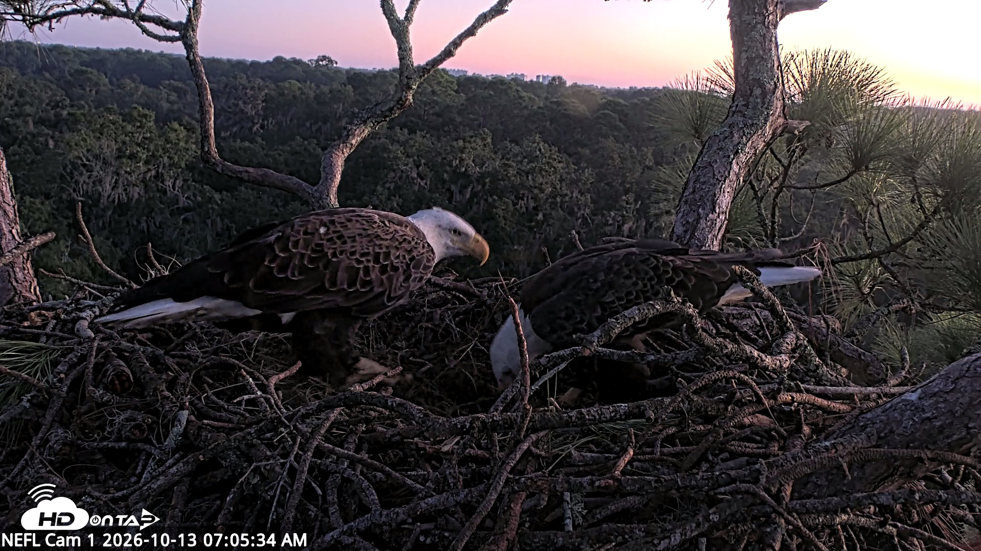 Snapshot of NE Florida Eagles Live Webcam taken Oct 13, 2026, 7:06am EDT