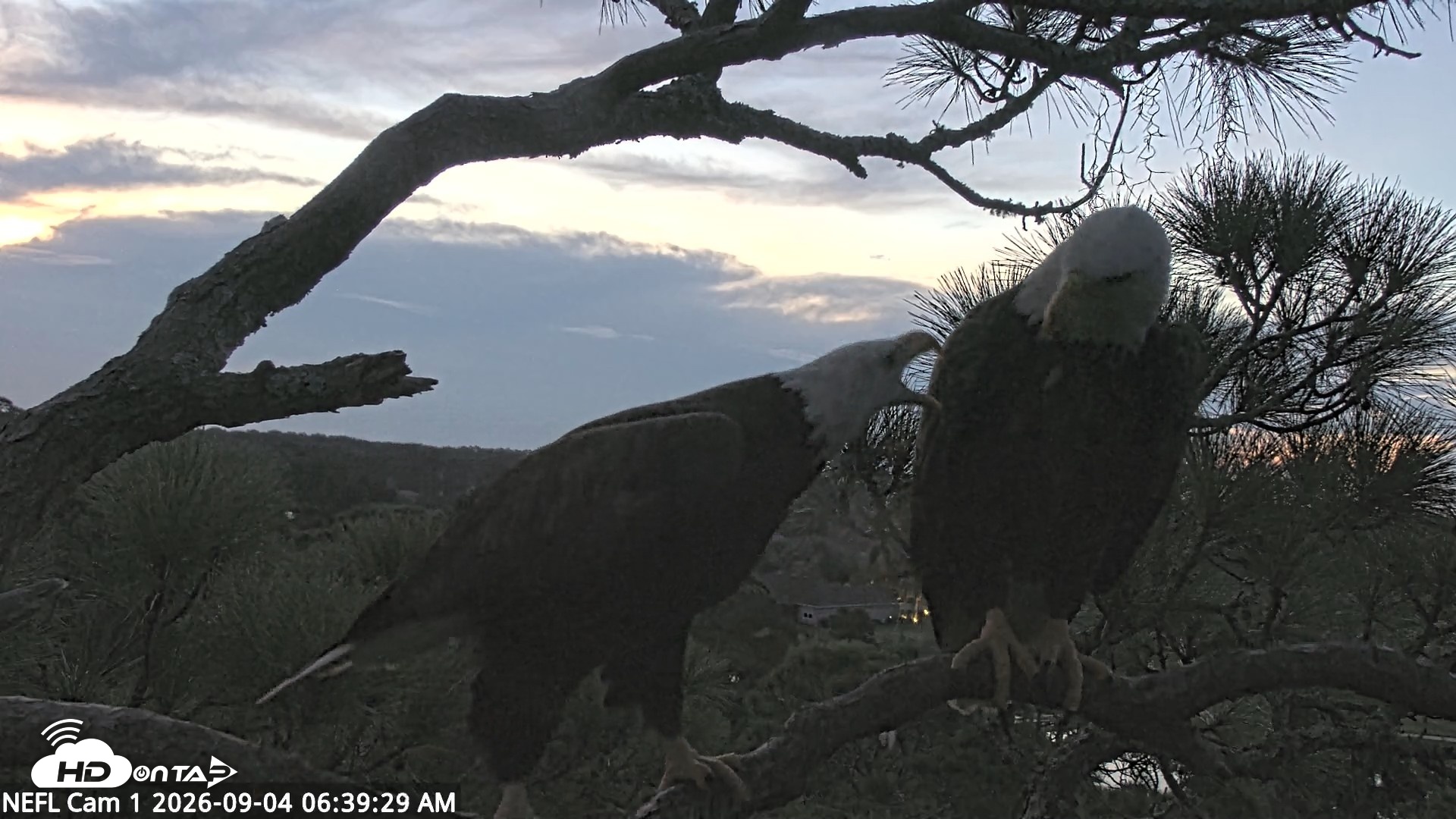 Snapshot of NE Florida Eagles Live Webcam taken Sep 4, 2026, 6:40am EDT