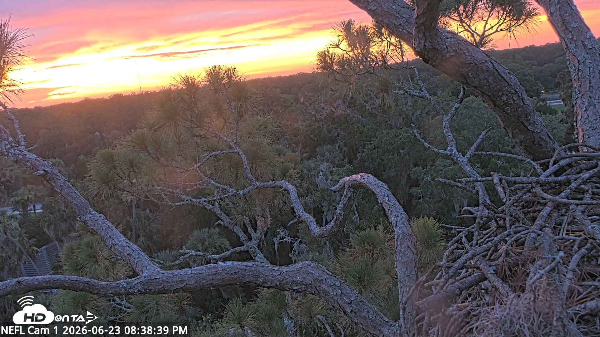 Snapshot of NE Florida Eagles Live Webcam taken Jun 23, 2026, 8:39pm EDT