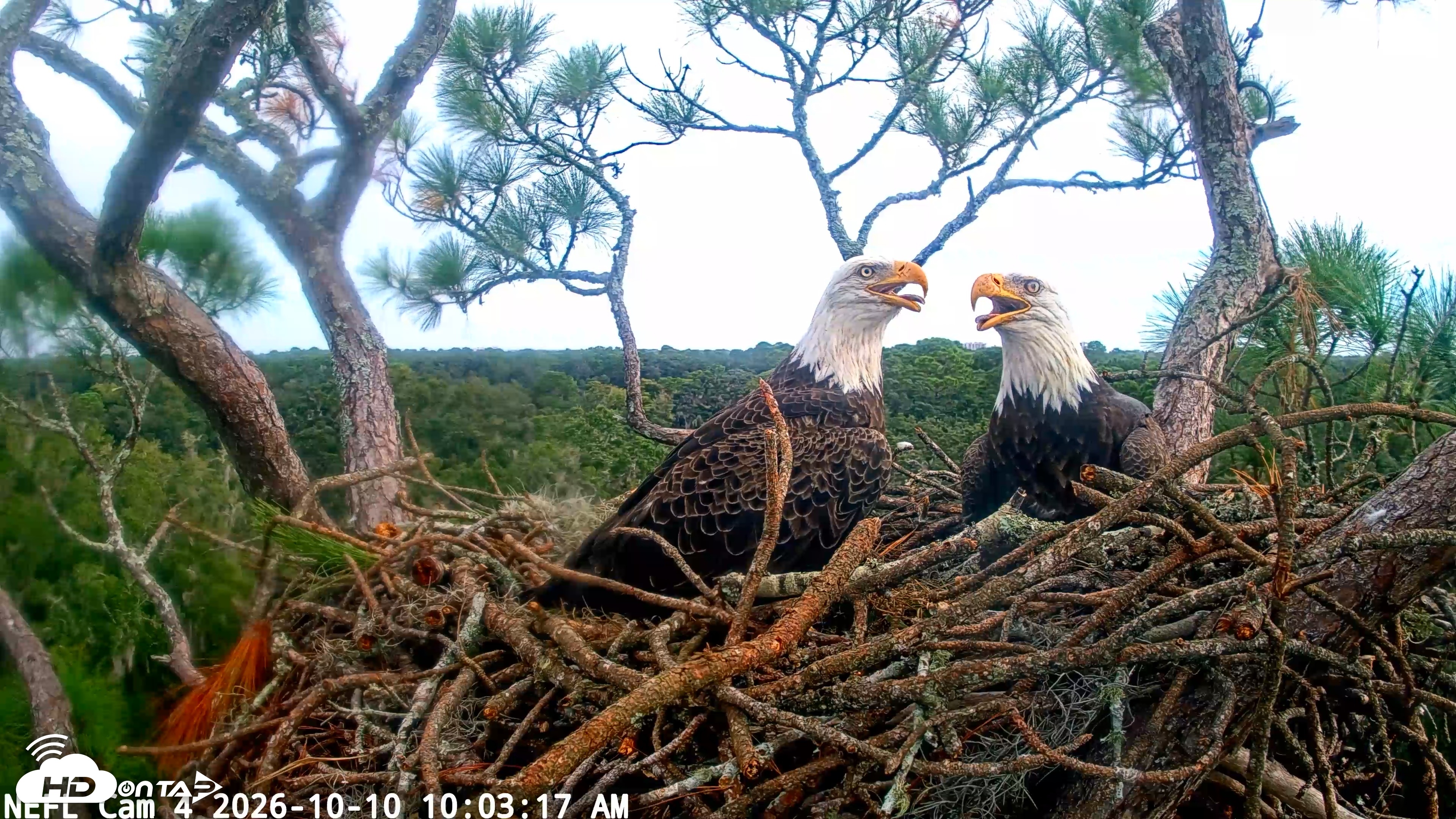 Snapshot of NE Florida Eagles Live Webcam taken Oct 10, 2026, 10:04am EDT