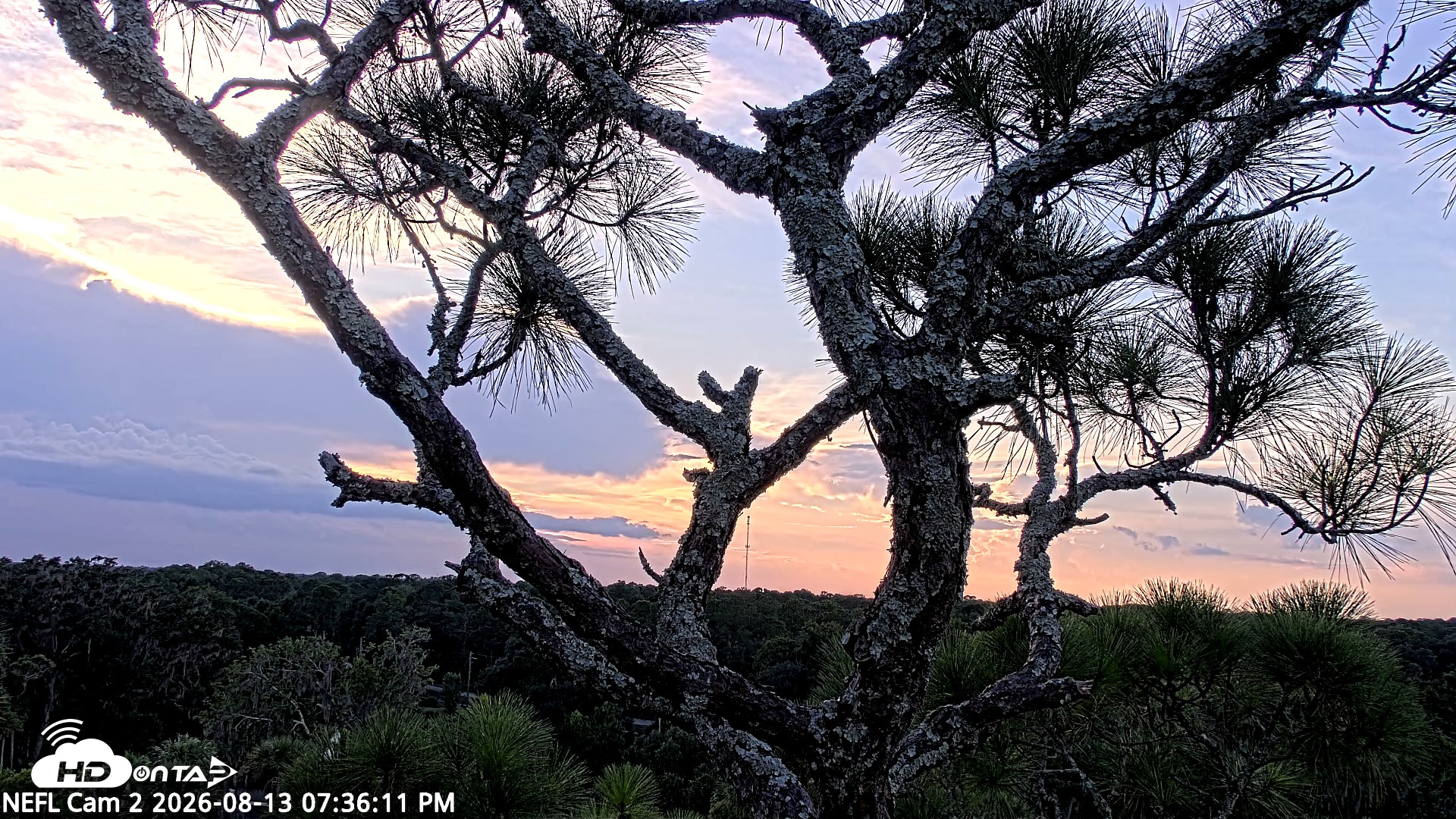 Snapshot of NE Florida Eagles Live Webcam taken Aug 13, 2026, 7:37pm EDT