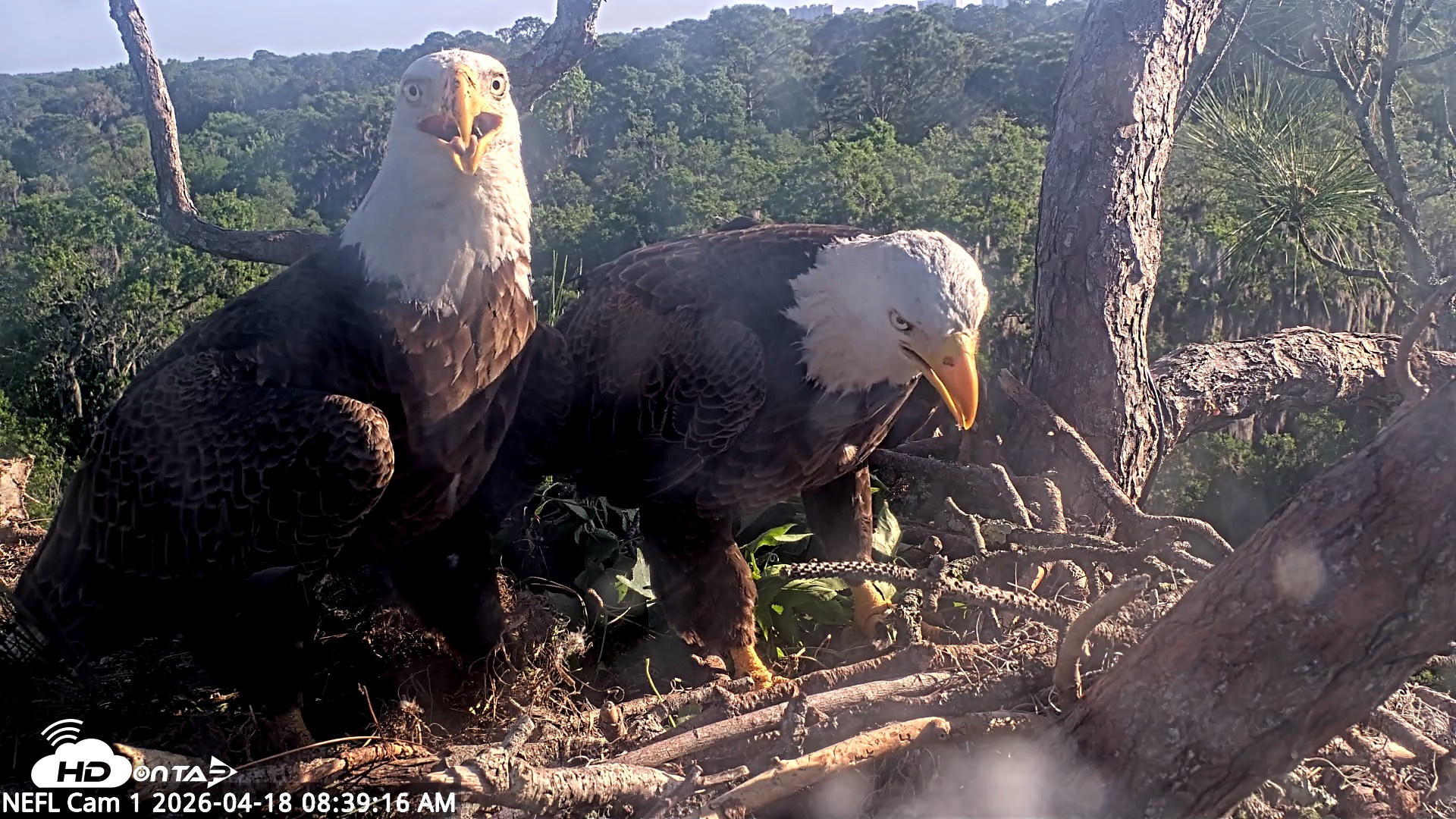 Snapshot of NE Florida Eagles Live Webcam taken Apr 18, 2026, 8:40am EDT