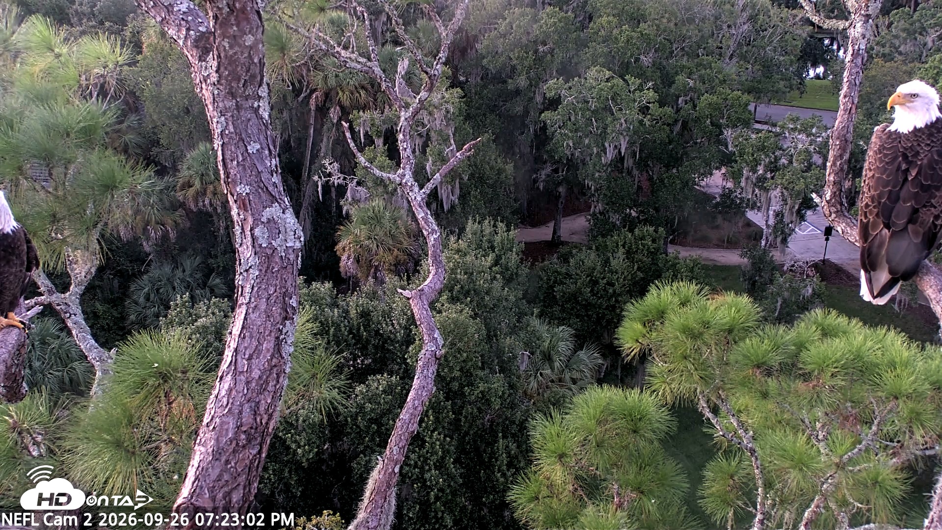 Snapshot of NE Florida Eagles Live Webcam taken Sep 26, 2026, 7:23pm EDT