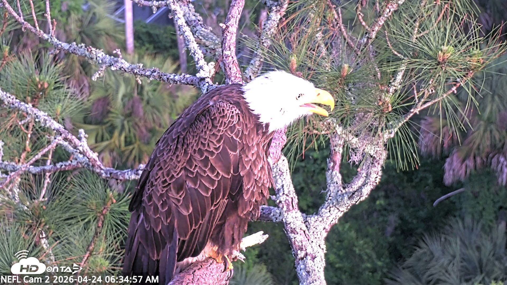 Snapshot of NE Florida Eagles Live Webcam taken Apr 24, 2026, 6:35am EDT