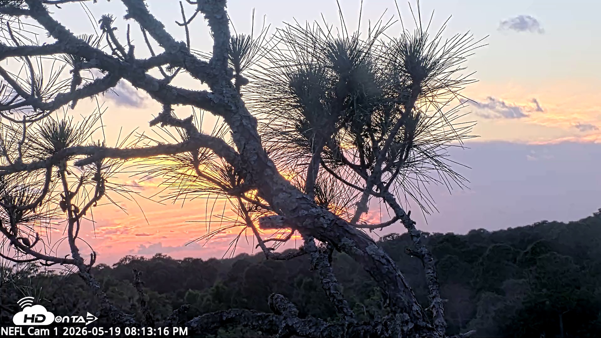 Snapshot of NE Florida Eagles Live Webcam taken May 19, 2026, 8:14pm EDT