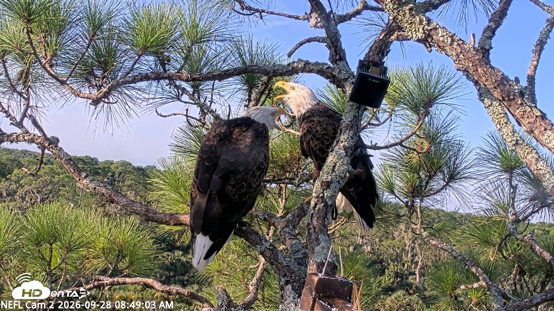 Snapshot of NE Florida Eagles Live Webcam taken Sep 28, 2026, 8:49am EDT