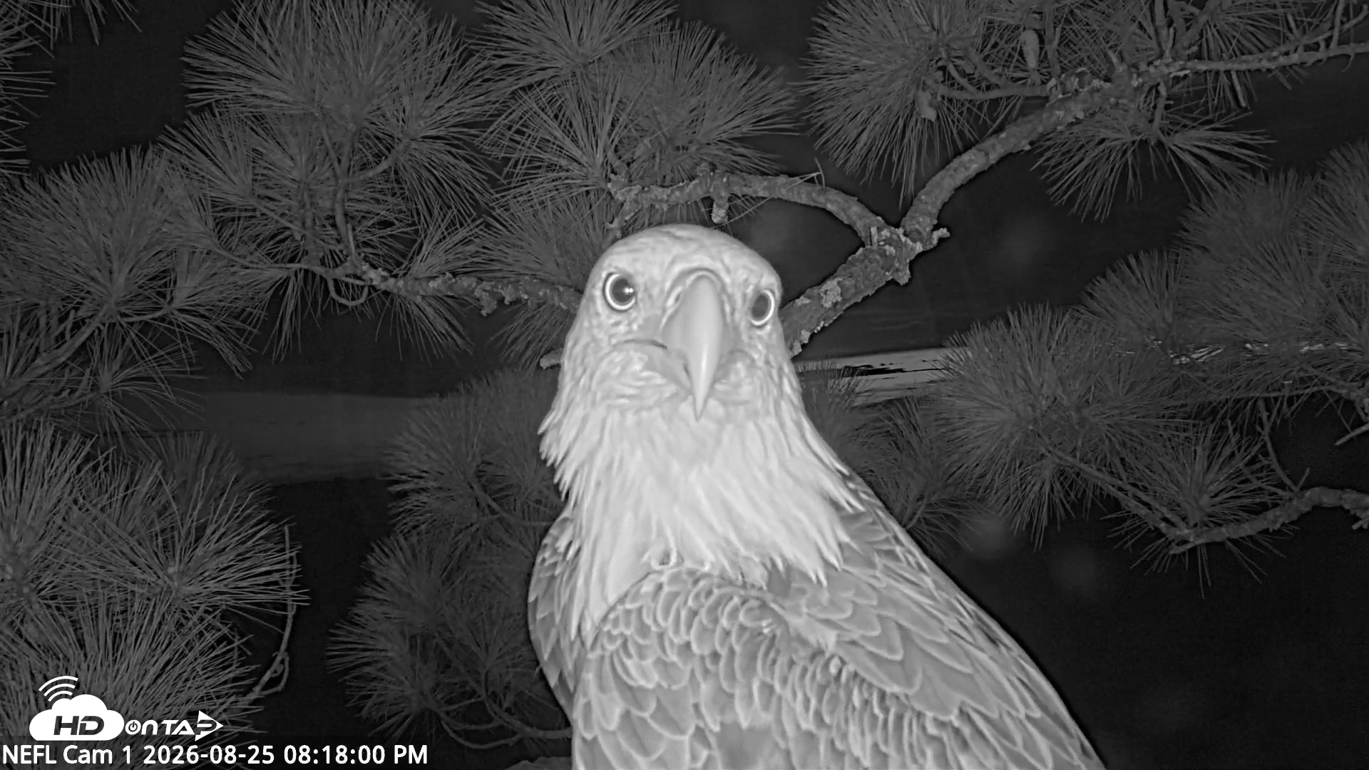 Snapshot of NE Florida Eagles Live Webcam taken Aug 25, 2026, 8:18pm EDT