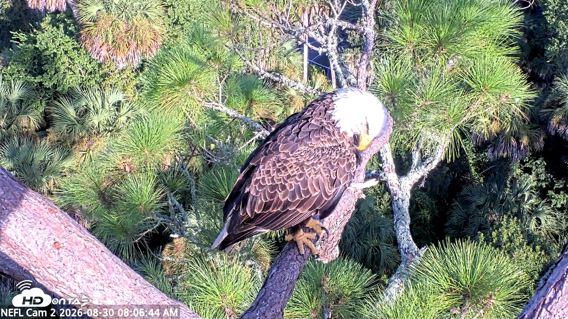 Snapshot of NE Florida Eagles Live Webcam taken Aug 30, 2026, 8:07am EDT