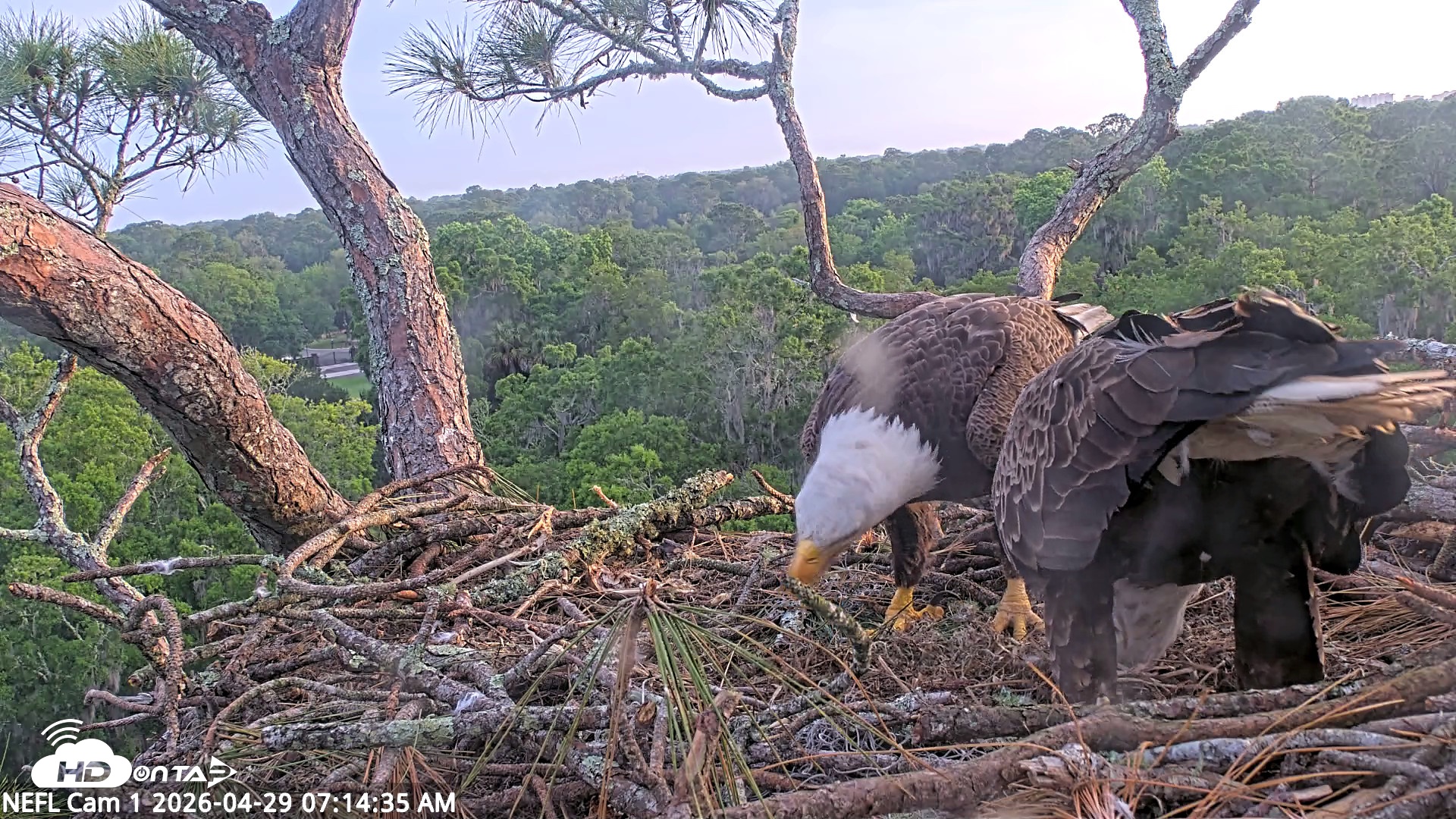 Snapshot of NE Florida Eagles Live Webcam taken Apr 29, 2026, 7:15am EDT