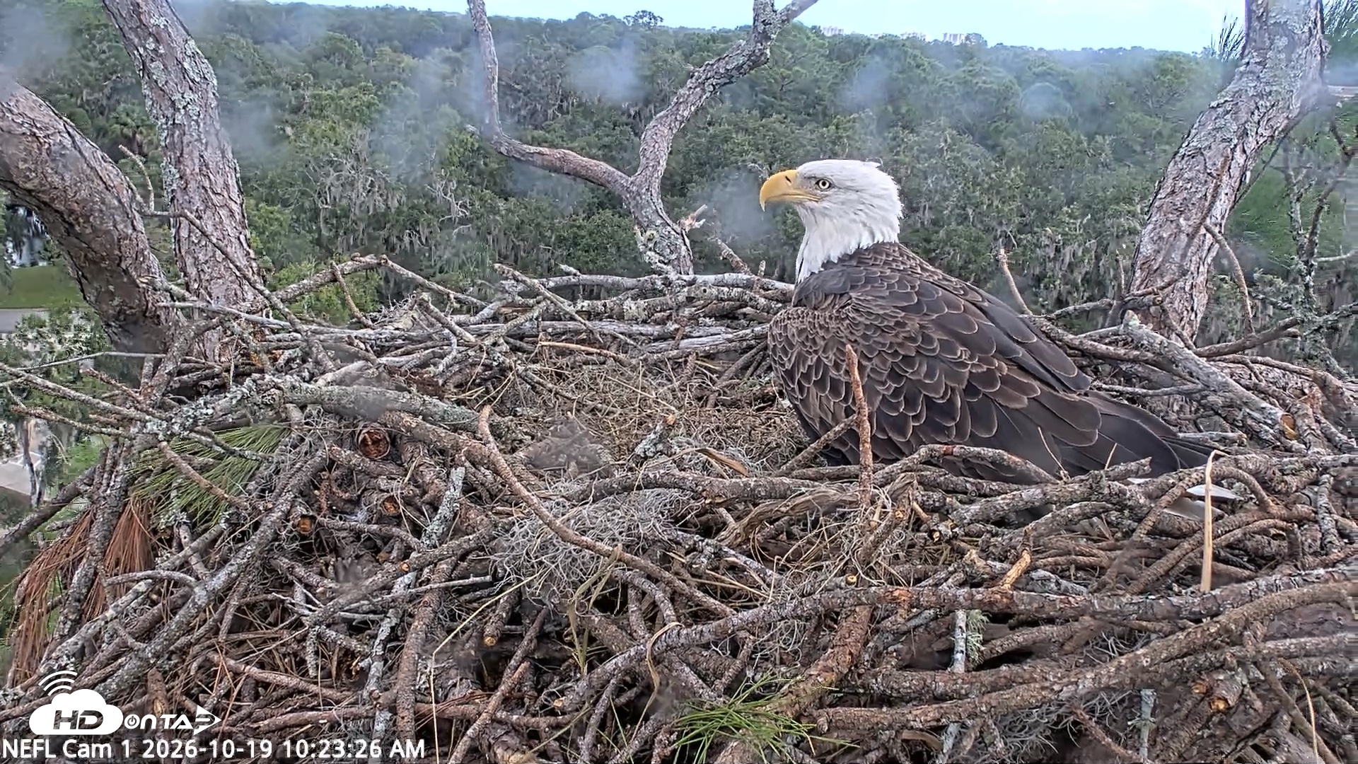 Snapshot of NE Florida Eagles Live Webcam taken Oct 19, 2026, 10:24am EDT