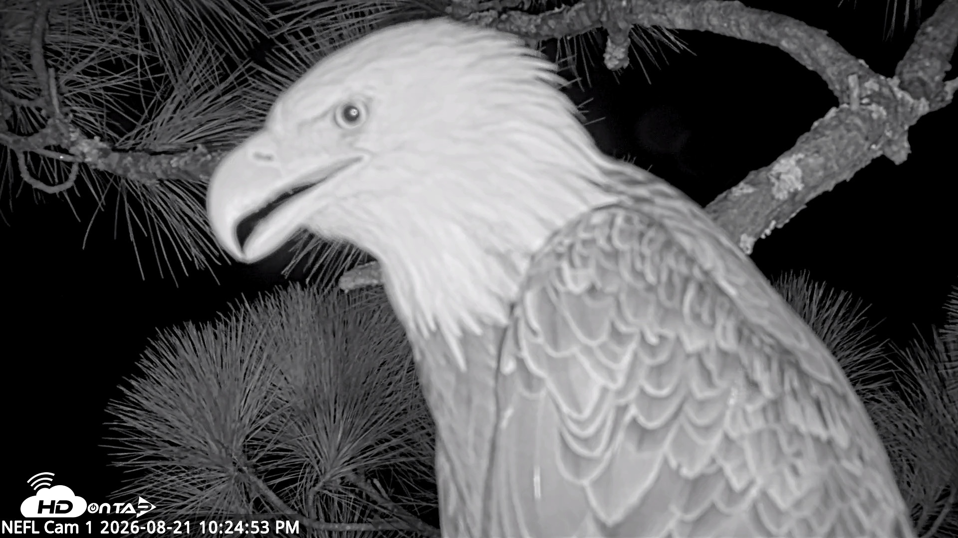 Snapshot of NE Florida Eagles Live Webcam taken Aug 21, 2026, 10:25pm EDT