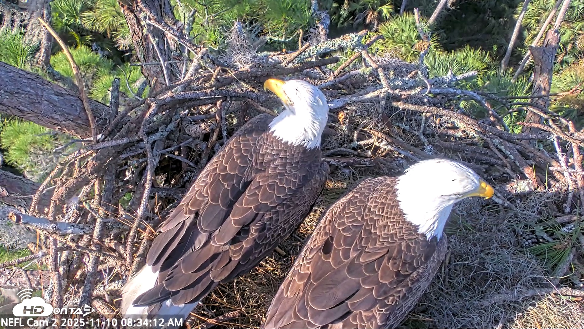 Snapshot of NE Florida Eagles Live Webcam taken Nov 10, 2025, 8:35am EST