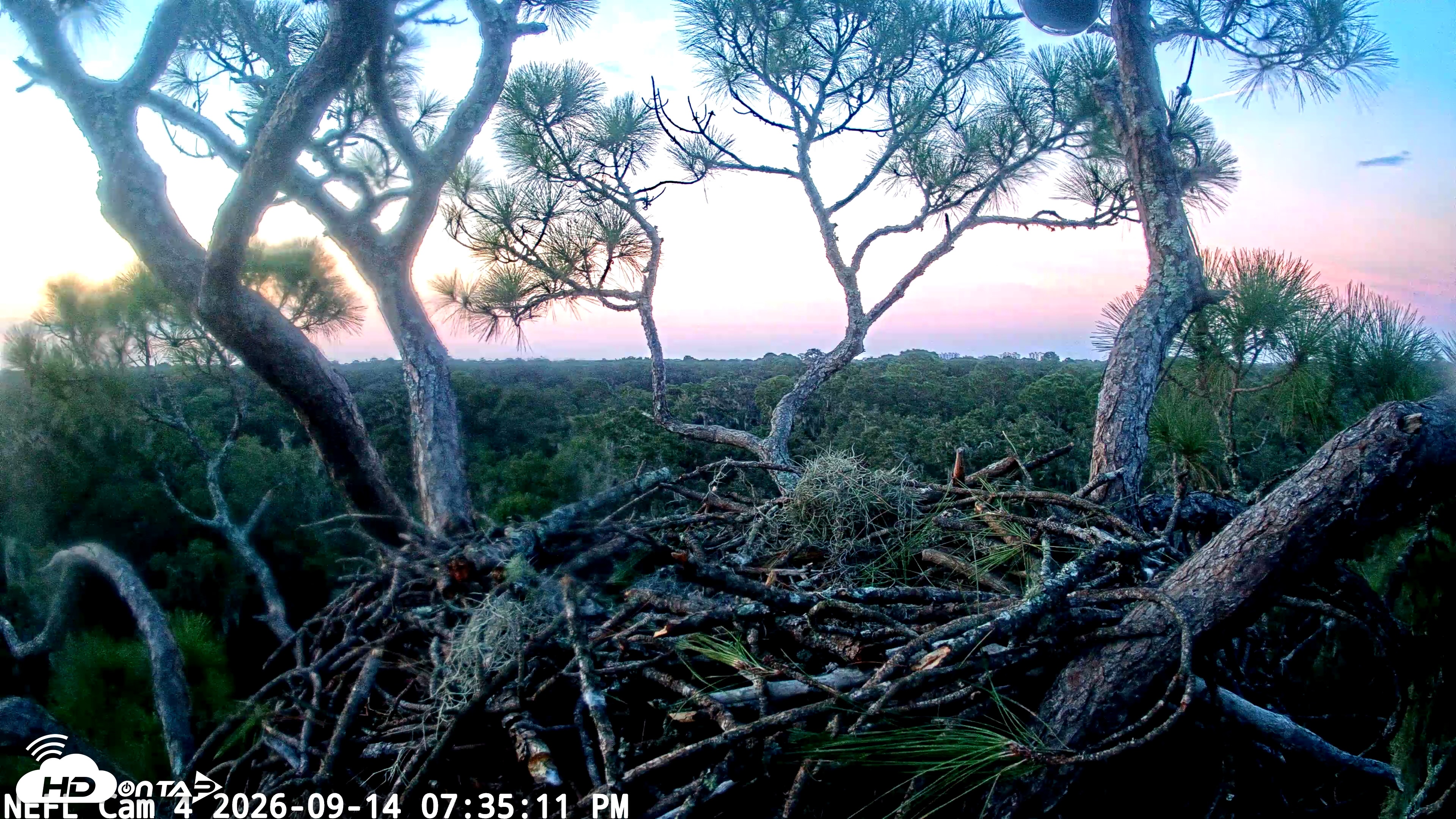 Snapshot of NE Florida Eagles Live Webcam taken Sep 14, 2026, 7:36pm EDT