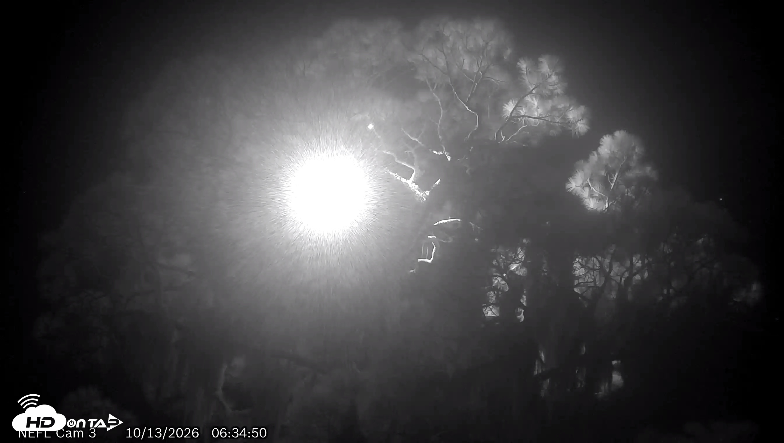 Snapshot of NE Florida Eagles Live Webcam taken Oct 13, 2026, 6:35am EDT
