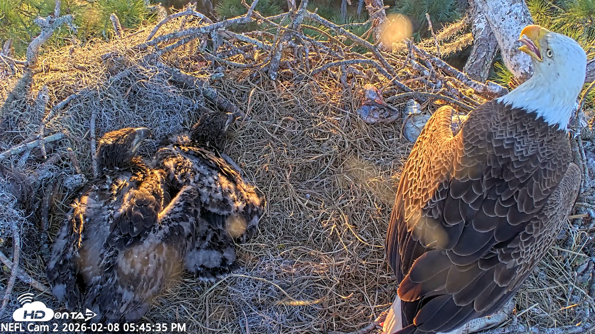 Snapshot of NE Florida Eagles Live Webcam taken Feb 8, 2026, 5:46pm EST