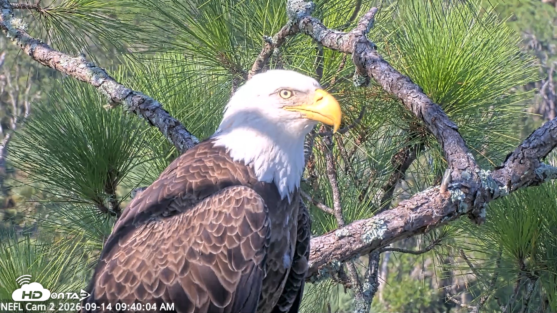 Snapshot of NE Florida Eagles Live Webcam taken Sep 14, 2026, 9:41am EDT
