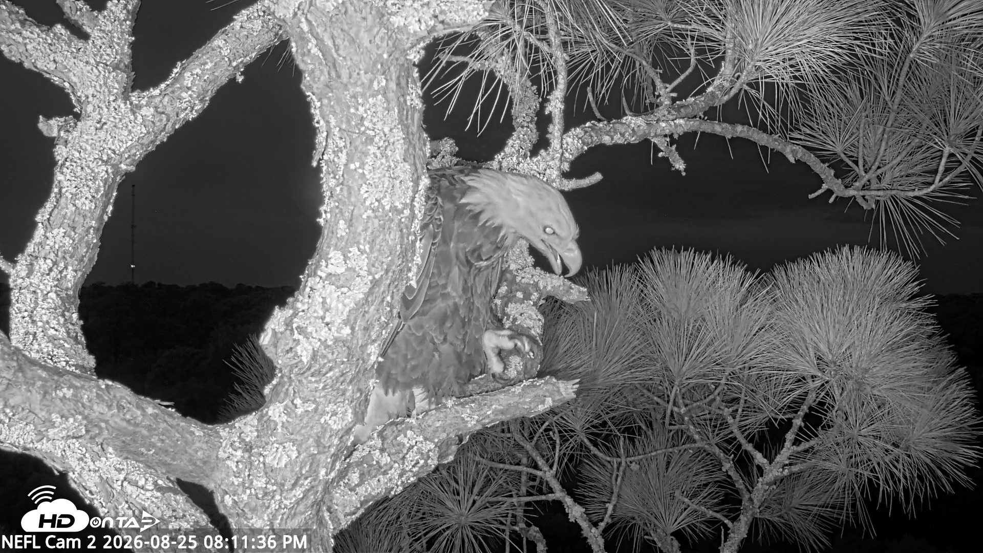 Snapshot of NE Florida Eagles Live Webcam taken Aug 25, 2026, 8:12pm EDT