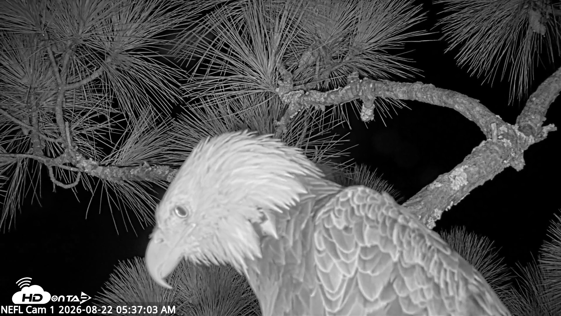 Snapshot of NE Florida Eagles Live Webcam taken Aug 22, 2026, 5:37am EDT