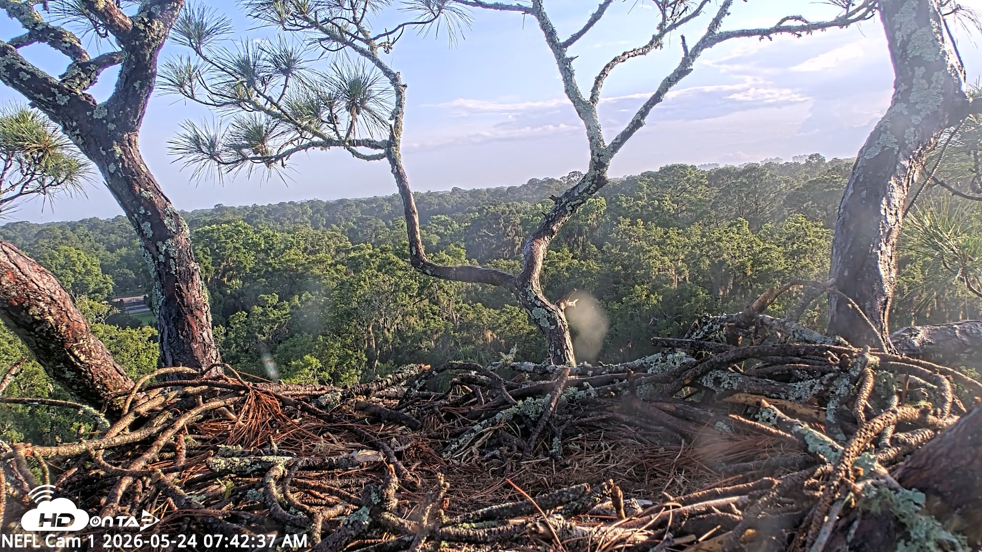 Snapshot of NE Florida Eagles Live Webcam taken May 24, 2026, 7:44am EDT