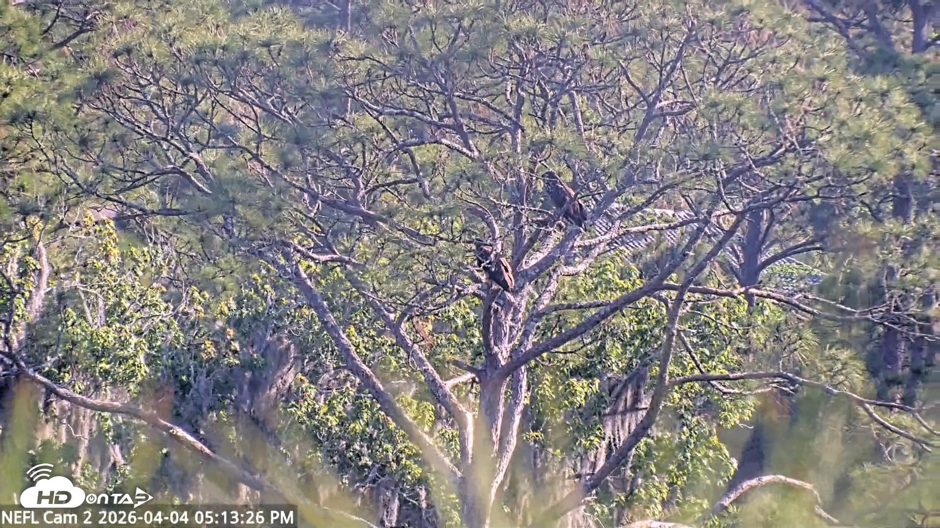 Snapshot of NE Florida Eagles Live Webcam taken Apr 4, 2026, 5:14pm EDT