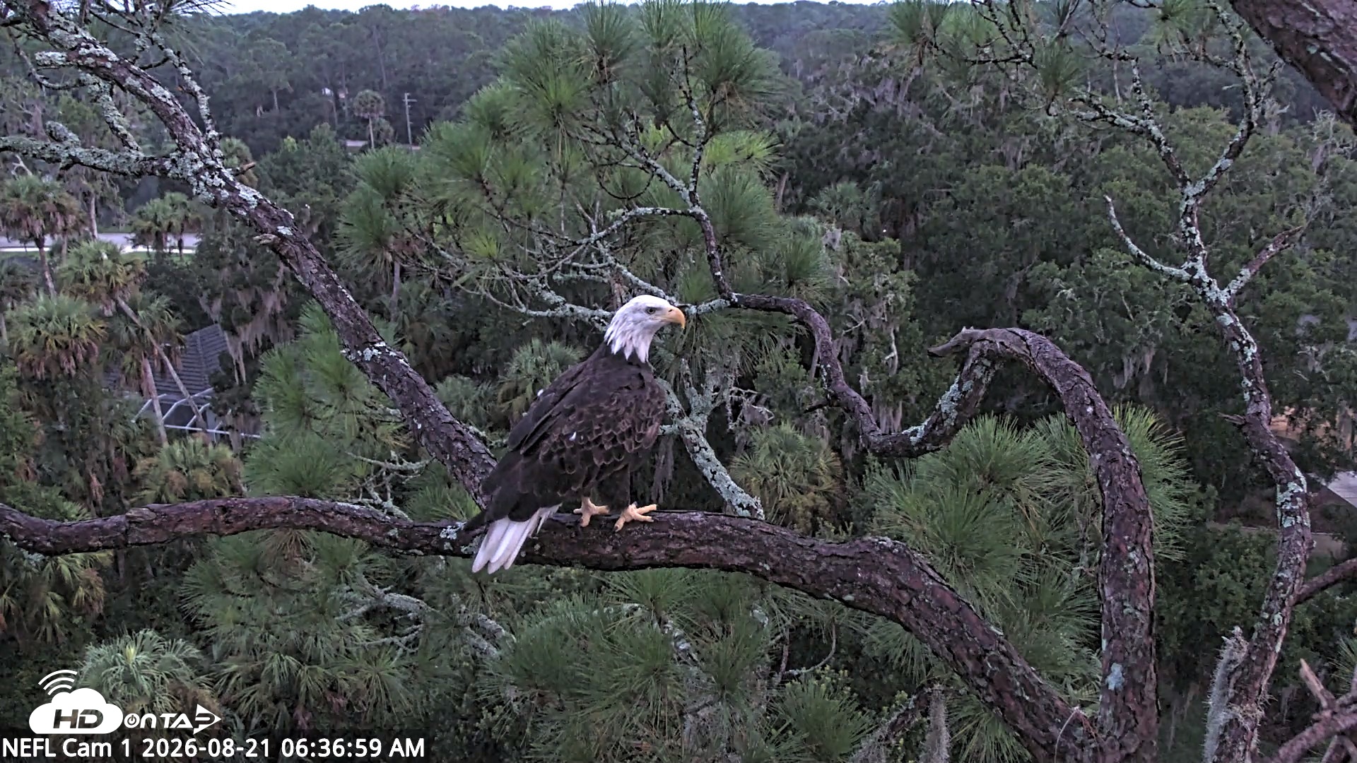 Snapshot of NE Florida Eagles Live Webcam taken Aug 21, 2026, 6:38am EDT
