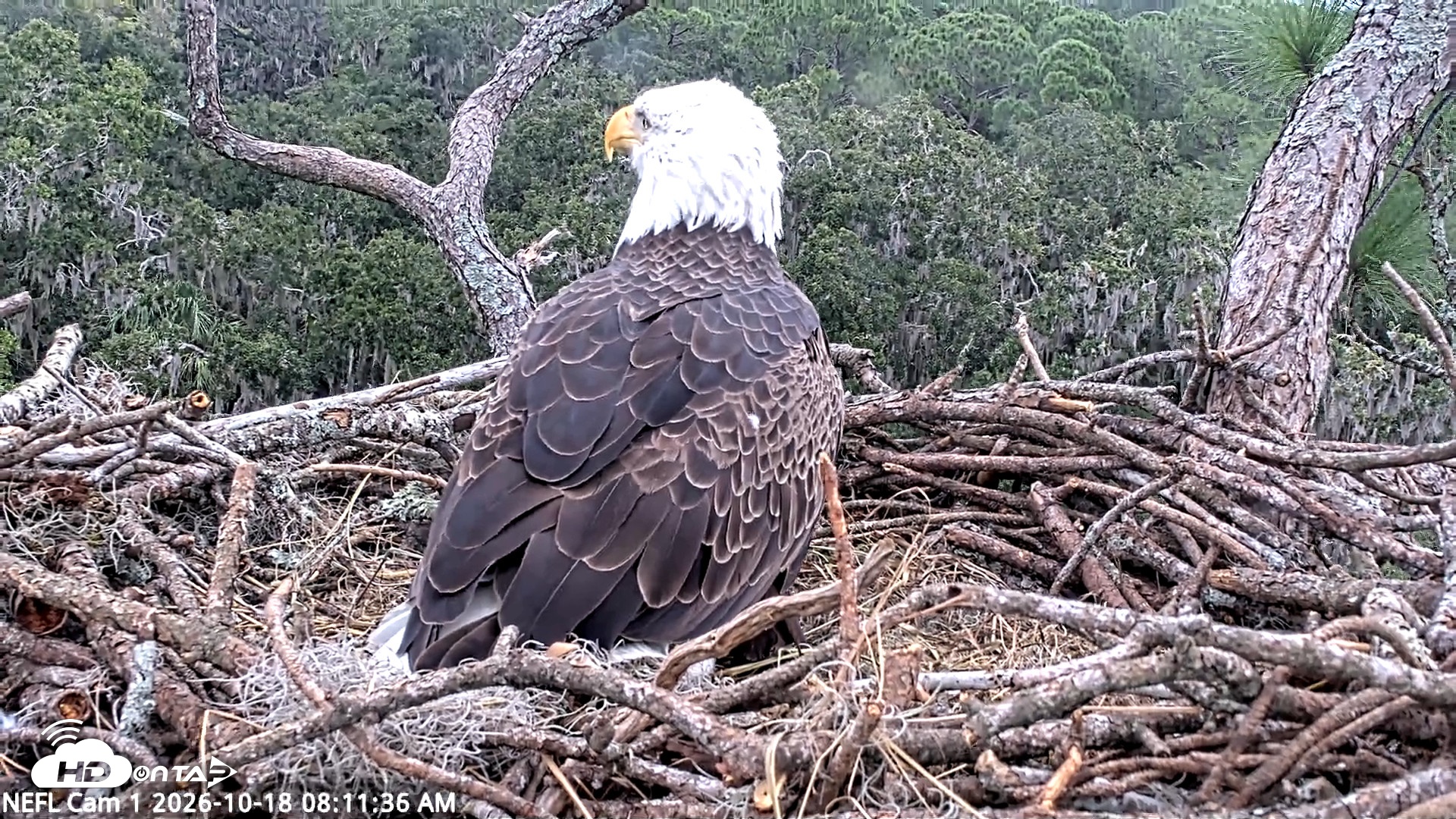 Snapshot of NE Florida Eagles Live Webcam taken Oct 18, 2026, 8:12am EDT
