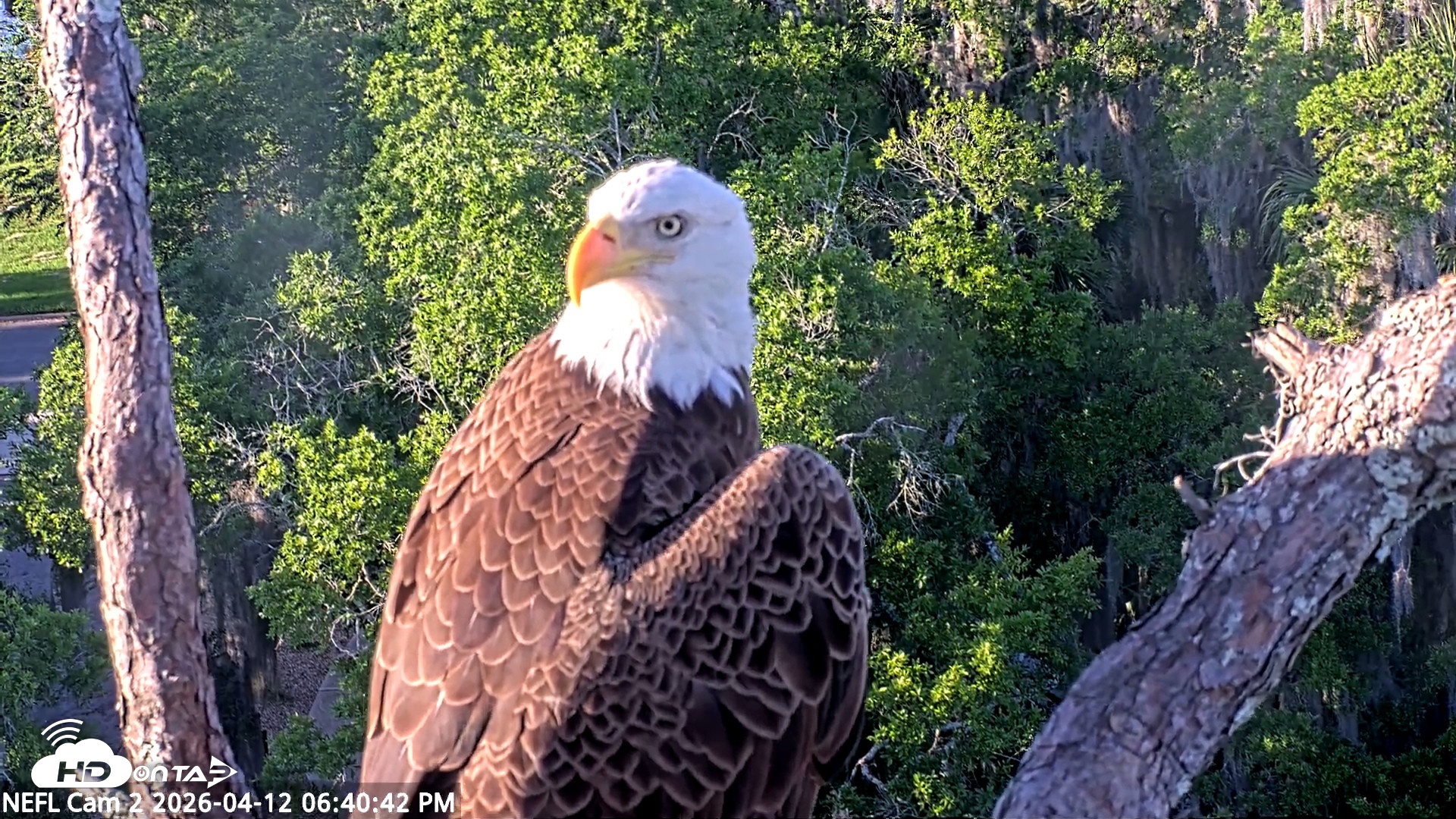 Snapshot of NE Florida Eagles Live Webcam taken Apr 12, 2026, 6:41pm EDT