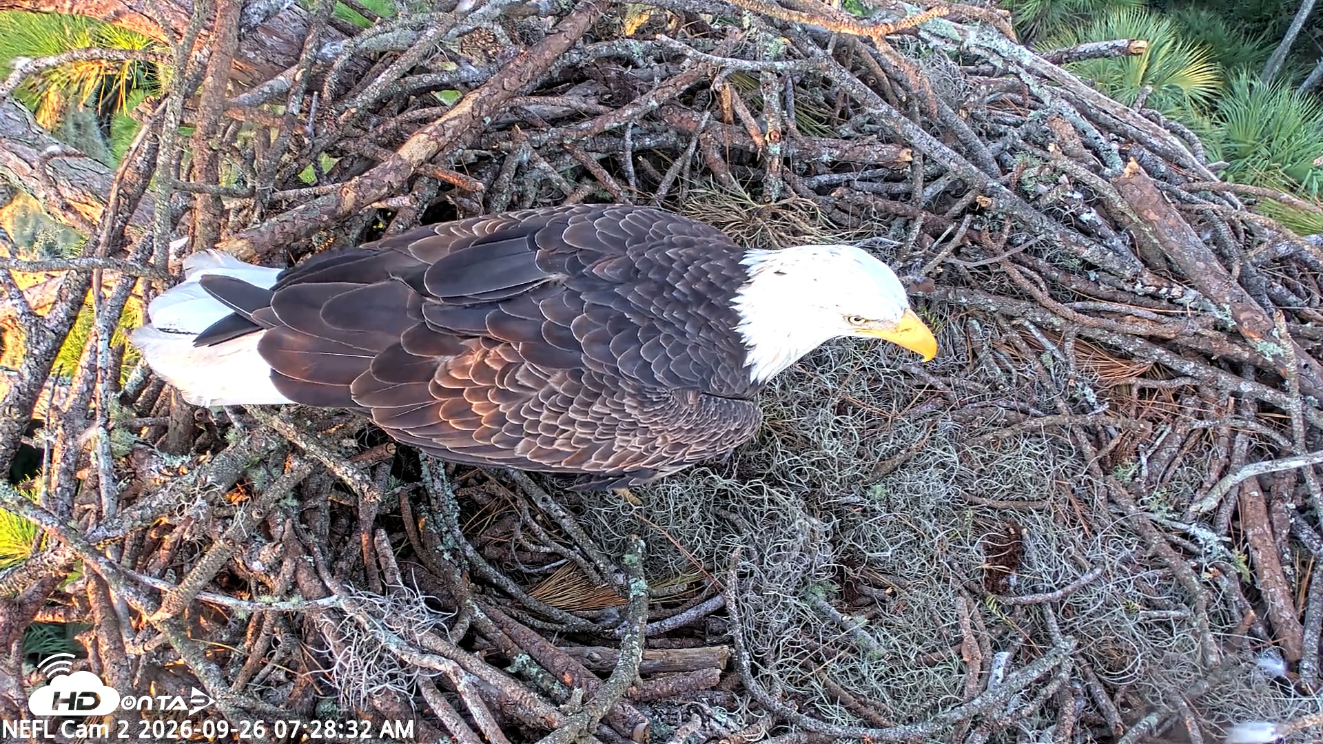 Snapshot of NE Florida Eagles Live Webcam taken Sep 26, 2026, 7:29am EDT