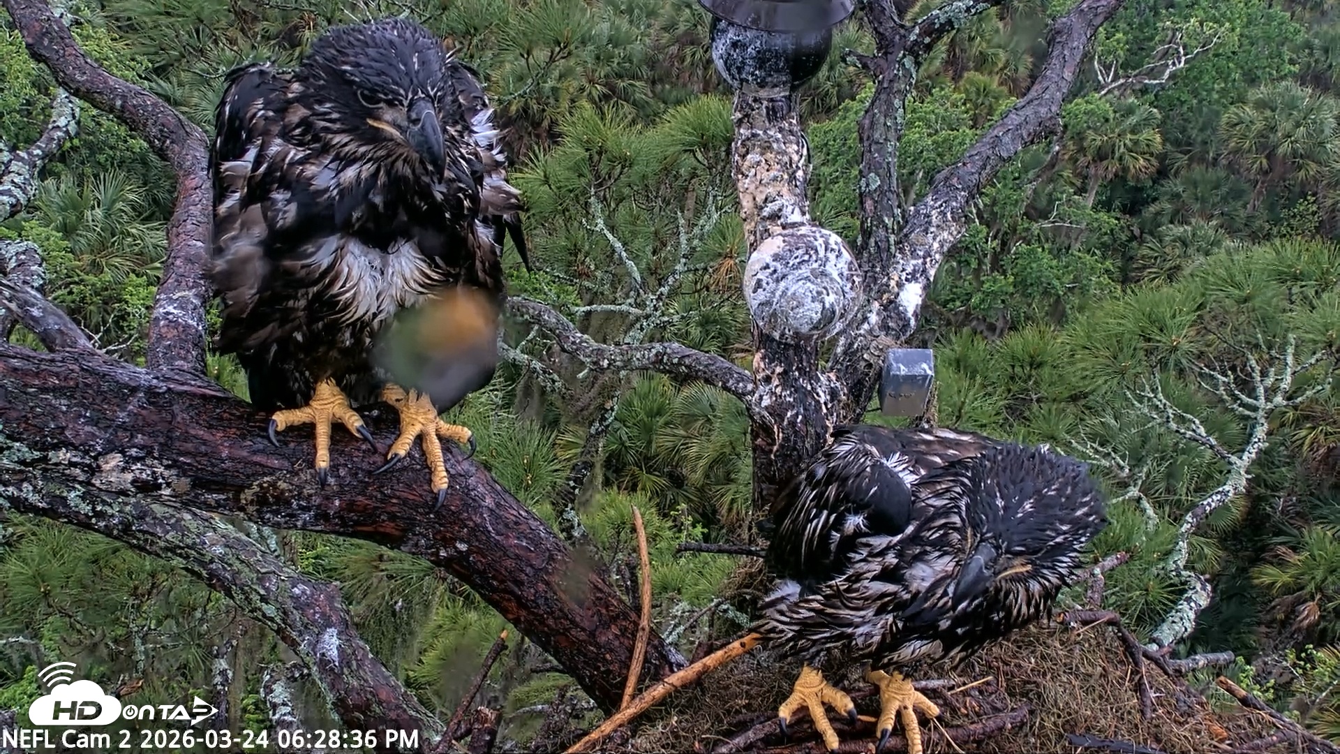 Snapshot of NE Florida Eagles Live Webcam taken Mar 24, 2026, 6:29pm EDT