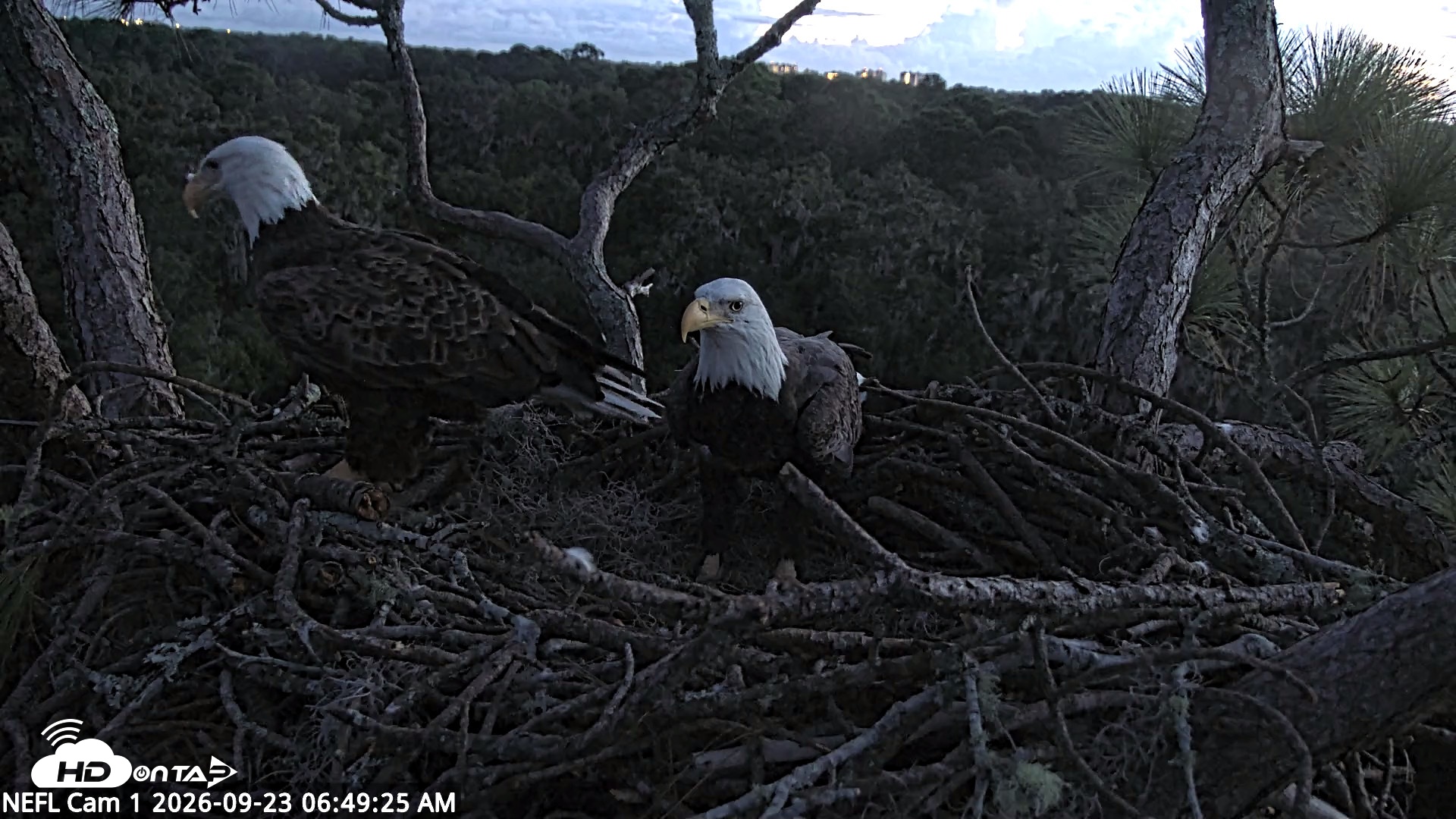 Snapshot of NE Florida Eagles Live Webcam taken Sep 23, 2026, 6:50am EDT