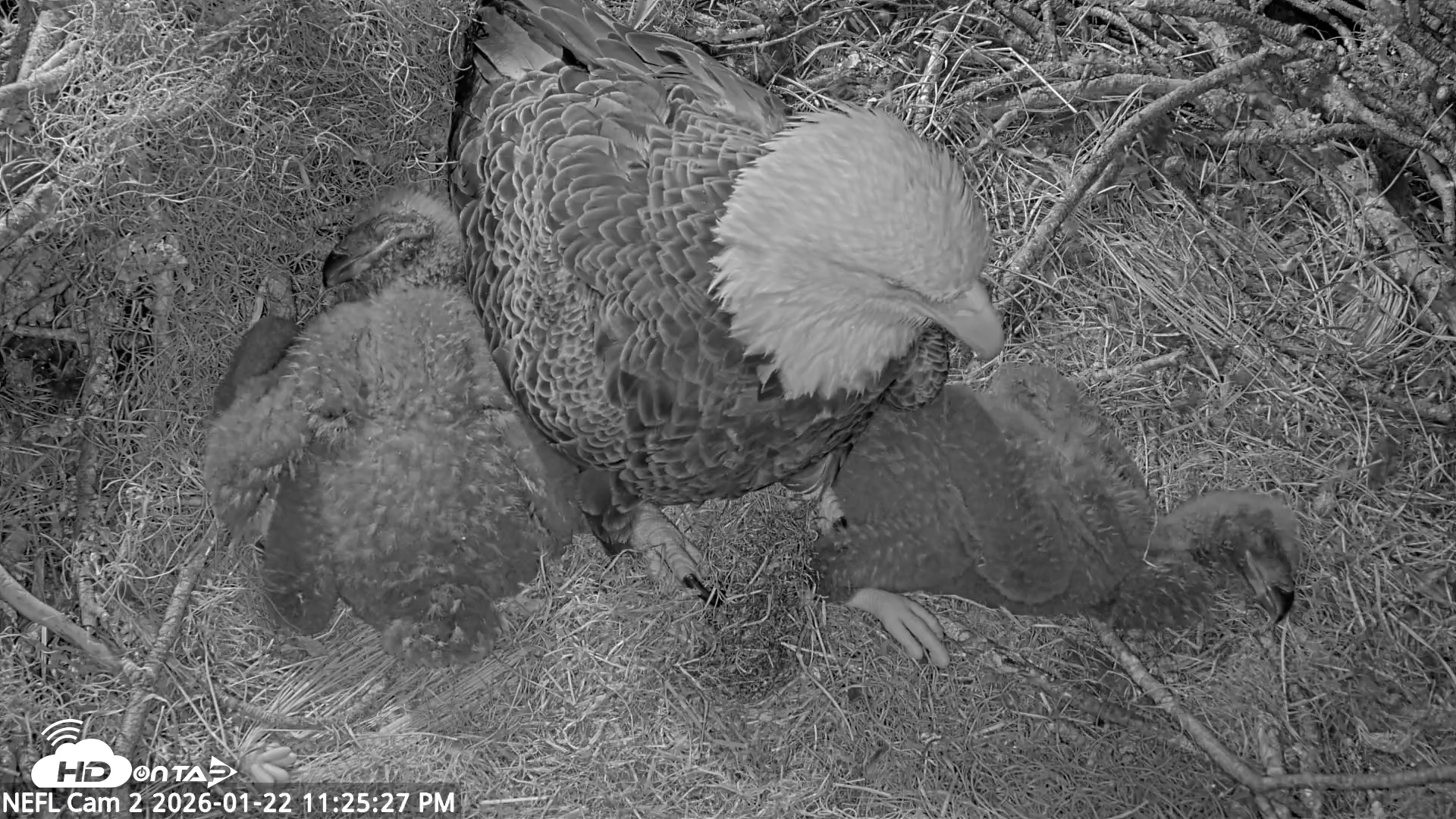 Snapshot of NE Florida Eagles Live Webcam taken Jan 22, 2026, 11:26pm EST