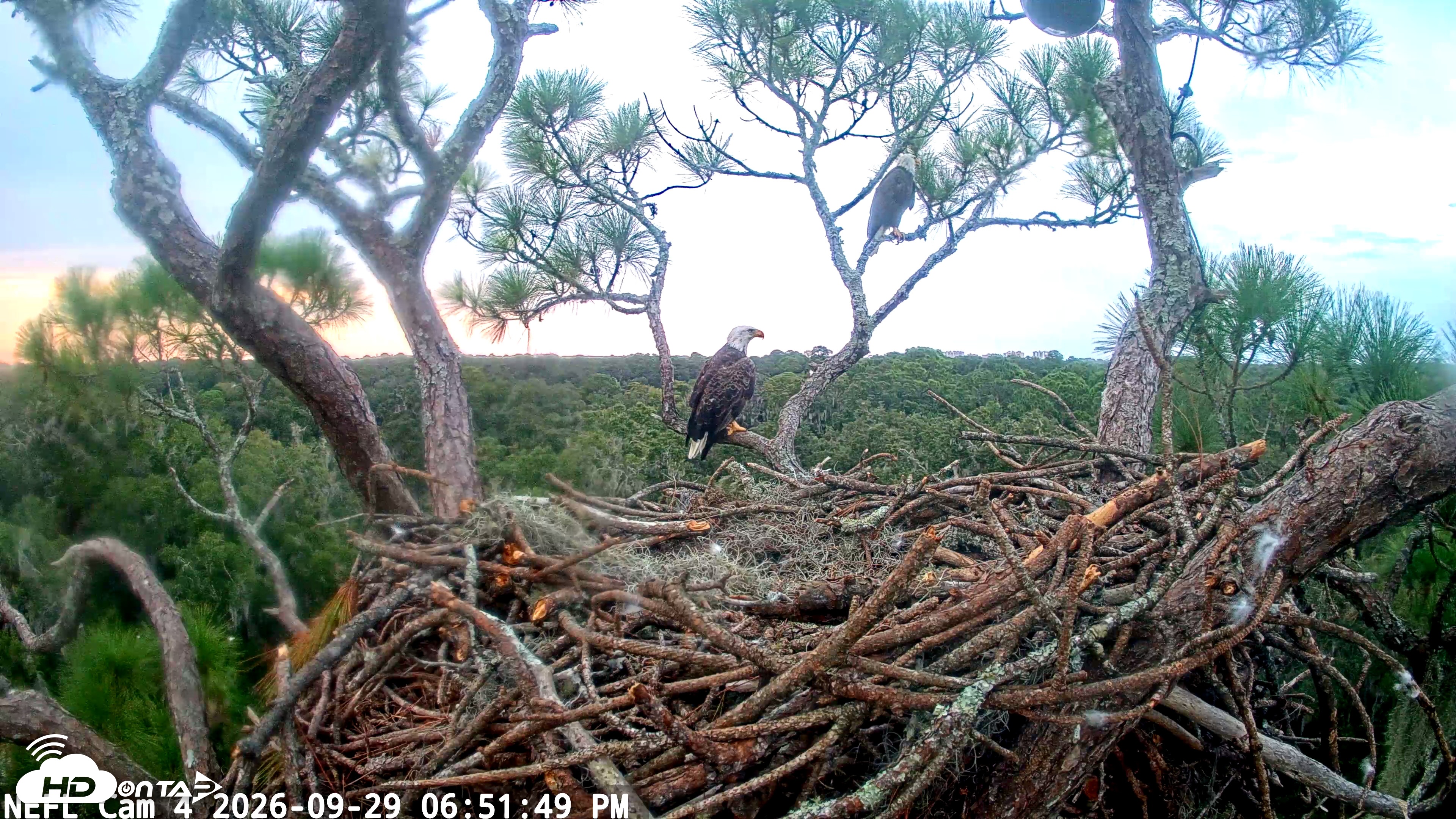 Snapshot of NE Florida Eagles Live Webcam taken Sep 29, 2026, 6:52pm EDT